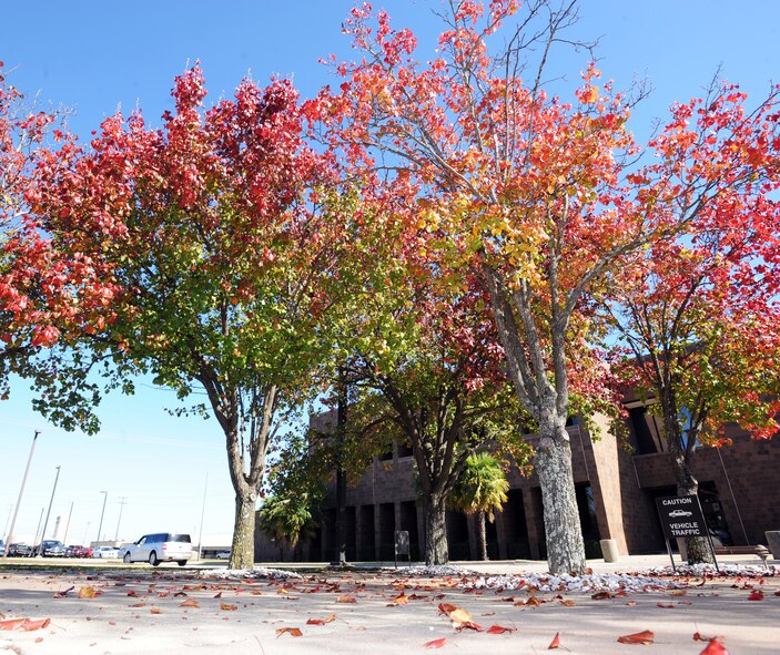 U.S. Shaw Air Force Base trees begin to change to their autumn colors. (U.S. Air Force photo by Airman 1st Class Tabatha Duarte/Released)