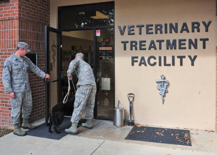 U.S. Air Force Senior Airman Brandon Wainscott, 820th Combat Operations Squadron military working dog handler, escorts MWD Lola, into the veterinary treatment facility for an initial health check at Moody Air Force Base, Ga., Nov. 7, 2011. After new MWDs arrive to Moody, they receive an initial heath assessment where a veterinarian checks the dogs’ medical history, creates a meal plan and takes the temperature, pulse, respiration and measurements of each dog. (U.S. Air Force photo by Staff Sgt. Stephanie Mancha/Released)