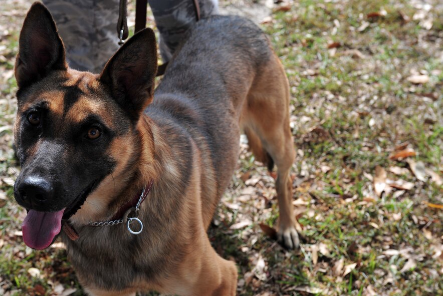 U.S. Air Force military working dog Diyi, a Belgian Malinois, waits outside the veterinary treatment facility before a scheduled initial health check at Moody Air Force Base, Ga., Nov. 7, 2011. Diyi and two other MWDs recently completed six months of dog training at Lackland AFB, Texas, and arrived to Moody where they will be attached to the 820th Combat Operations Squadron. (U.S. Air Force photo by Staff Sgt. Stephanie Mancha/Released)  