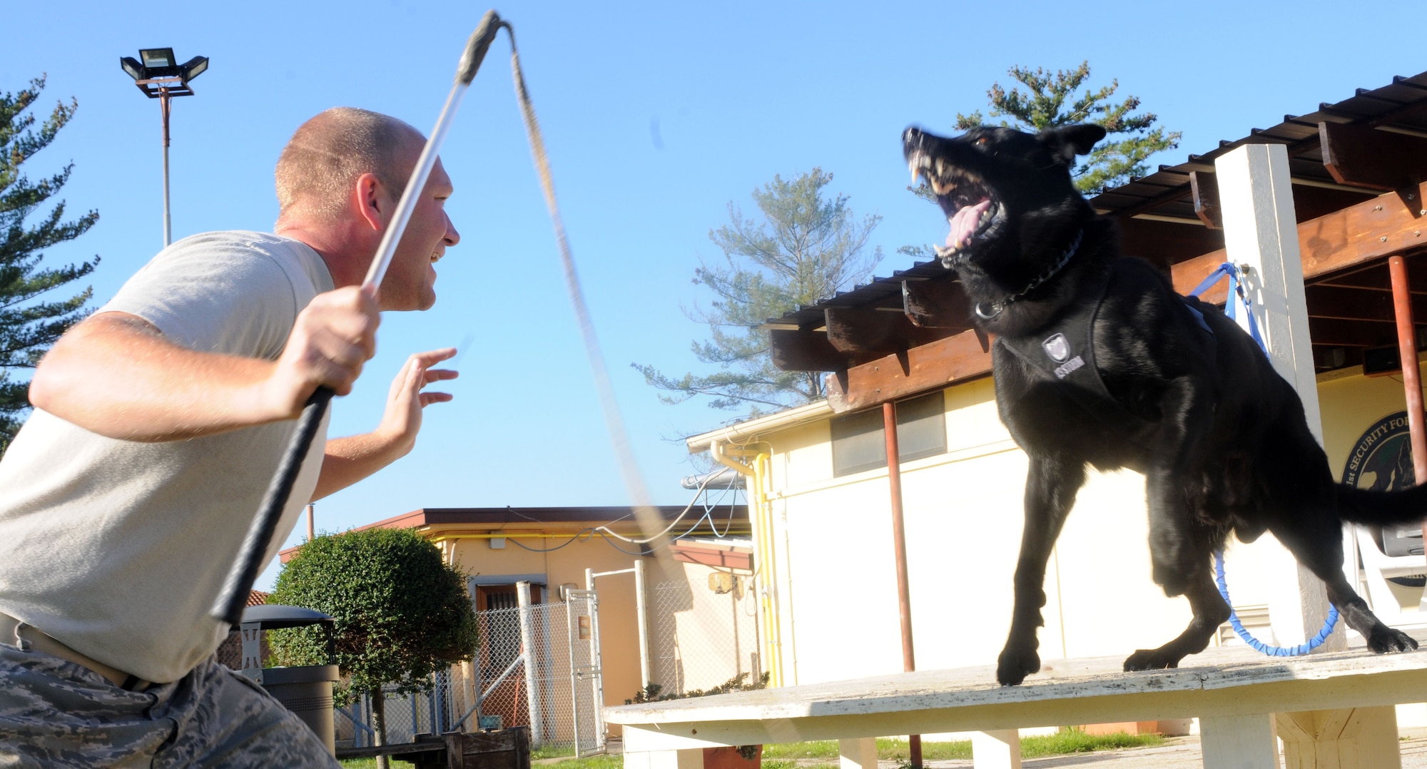 Staff Sgt. Daniel Wilson, 31st Security Forces Military Working Dog Section military working dog trainer, uses the civil aggression table to ensure Bono, a military working dog, will attack when necessary Nov. 17 at Aviano Air Base, Italy. The handlers conduct training in order to have the MWD's fully prepared for their duties. (U.S. Air Force photo/Airman 1st Class Jenay Randolph) 
