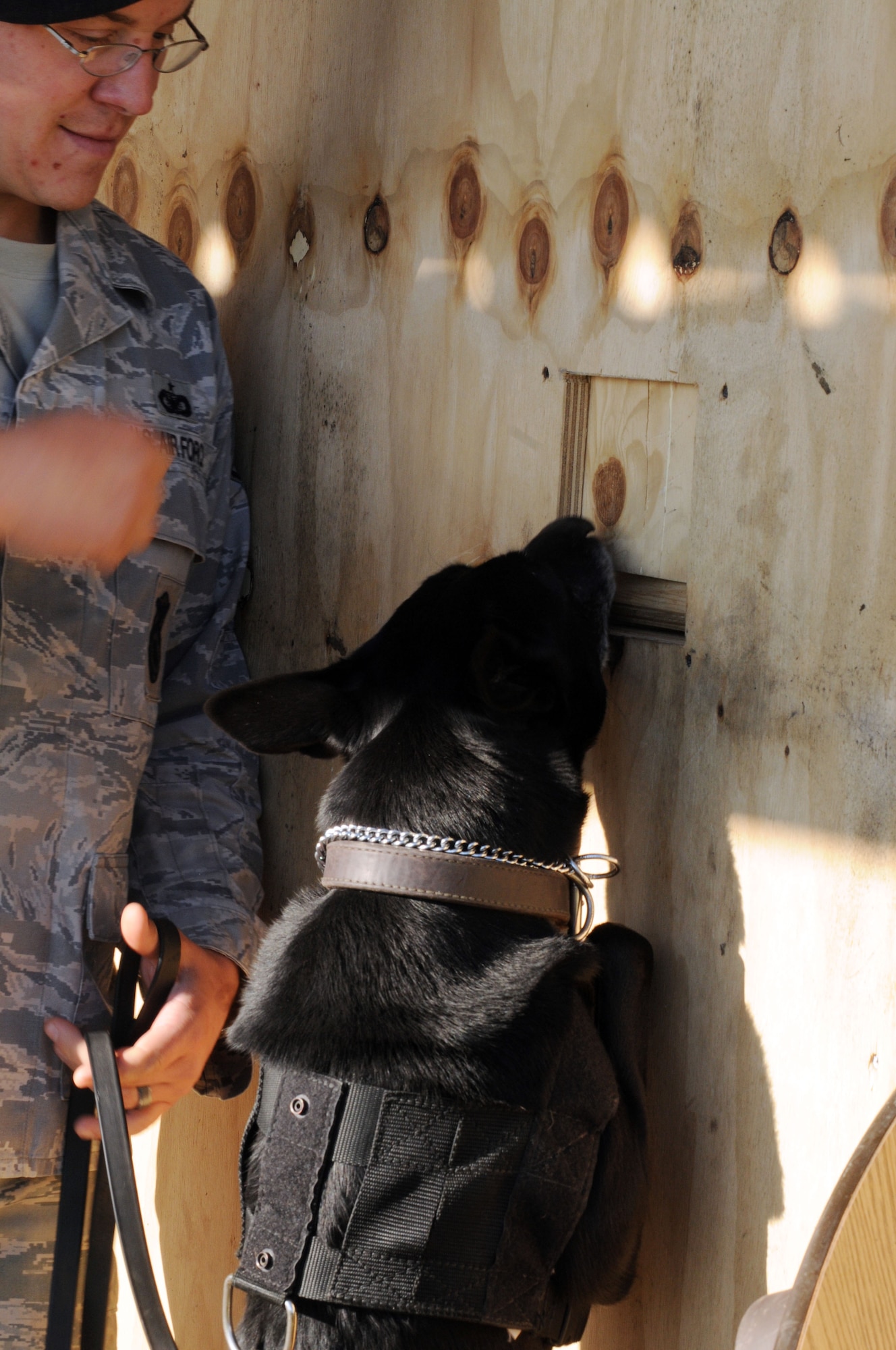 Staff Sgt. Gabriel Travers, 31st Security Force Squadron military working dog handler, uses a speed wall to enhance focus, independent search pattern, and speed for his military working dog Nov. 17 at Aviano Air Base, Italy. MWD's and their handlers search for explosives and weapons to help ensure security. (U.S. Air Force photo/Airman 1st Class Jenay Randolph)
