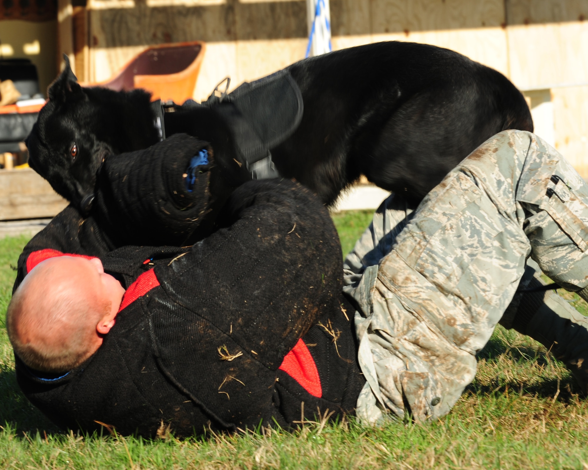Staff Sgt. Daniel Wilson, 31st Security Forces Squadron military working dog trainer, uses a protective suit to train Bono, a military working dog, Nov. 17 at Aviano Air Base, Italy. The MWD's are trained to help subdue personnel and find illegal substances and explosives.(U.S. Air Force photo/Airman 1st Class Briana Jones)