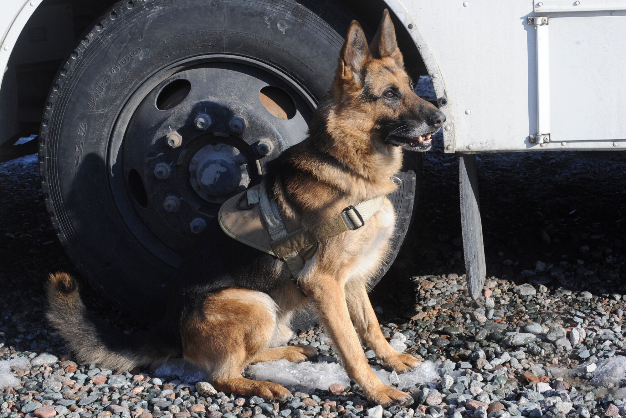 Tomy, a military working dog, lets his handler, Staff Sgt. Mary Boyer, know he detected explosives during an exercise at the Transit Center at Manas, Kyrgyzstan, Nov. 15. Twice a week, dog handlers from the 376th Expeditionary Security Forces Squadron and the Kyrgyz Republic run through various scenarios to help maintain their dog’s proficiency levels. Tomy, an 8-year old German Shepherd, and Boyer are deployed to the 376th ESFS from Joint Base Lewis-McChord, Wash. (U.S. Air Force photo/Tech. Sgt. Tammie Moore)