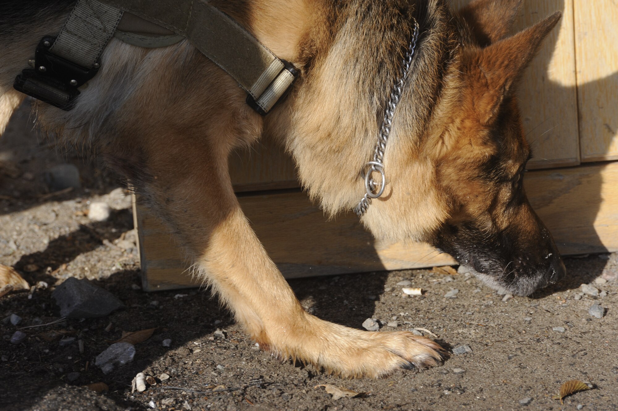 Tomy, a military working dog, sniffs for explosives during an exercise at the Transit Center at Manas, Kyrgyzstan, Nov. 15. Twice a week, dog handlers from the 376th Expeditionary Security Forces Squadron and the Kyrgyz Republic run through various scenarios to help maintain their dog’s proficiency levels. Tomy, an 8-year old German Shepherd, along with his handler Staff Sgt. Mary Boyer, are deployed to the 376th ESFS from Joint Base Lewis-McChord, Wash. (U.S. Air Force photo/Tech. Sgt. Tammie Moore)