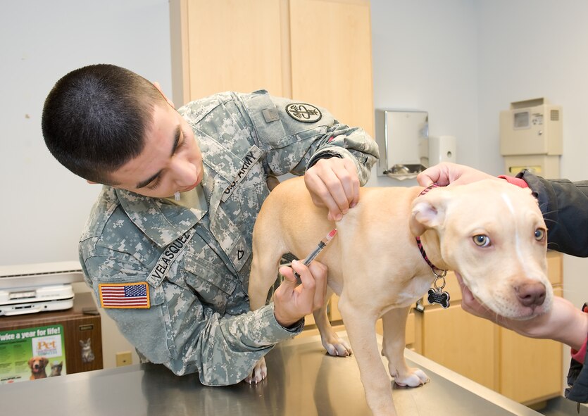 Army Pfc. Hector Velasquez, animal care specialist with the Dover Air Force Base, Del., veterinary clinic, administers a shot to Halo Nov. 18, 2011, at the veterinary clinic. It is important for animals to be current on their shots during the winter months, as they can be exposed to wild animals seeking the warmth of homes.  (U.S. Air Force photo by Steve Kotecki)