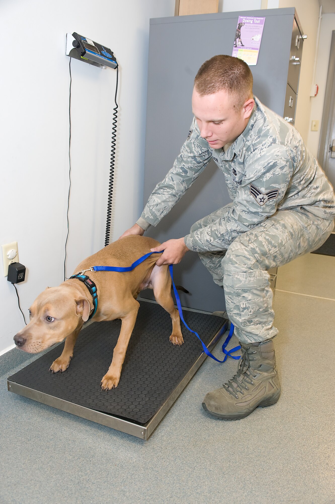 Senior Airman Samuel Anderson, a material handling equipment mechanic with the 436th Logistics Readiness Squadron, places his dog, Whiskey, on the scale to measure his weight Nov. 18, 2011, at the Dover Air Force Base, Del., veterinary clinic. It is important that pets get the proper amount of food during the winter months, as their bodies use more energy in order to stay warm. (U.S. Air Force photo by Steve Kotecki)