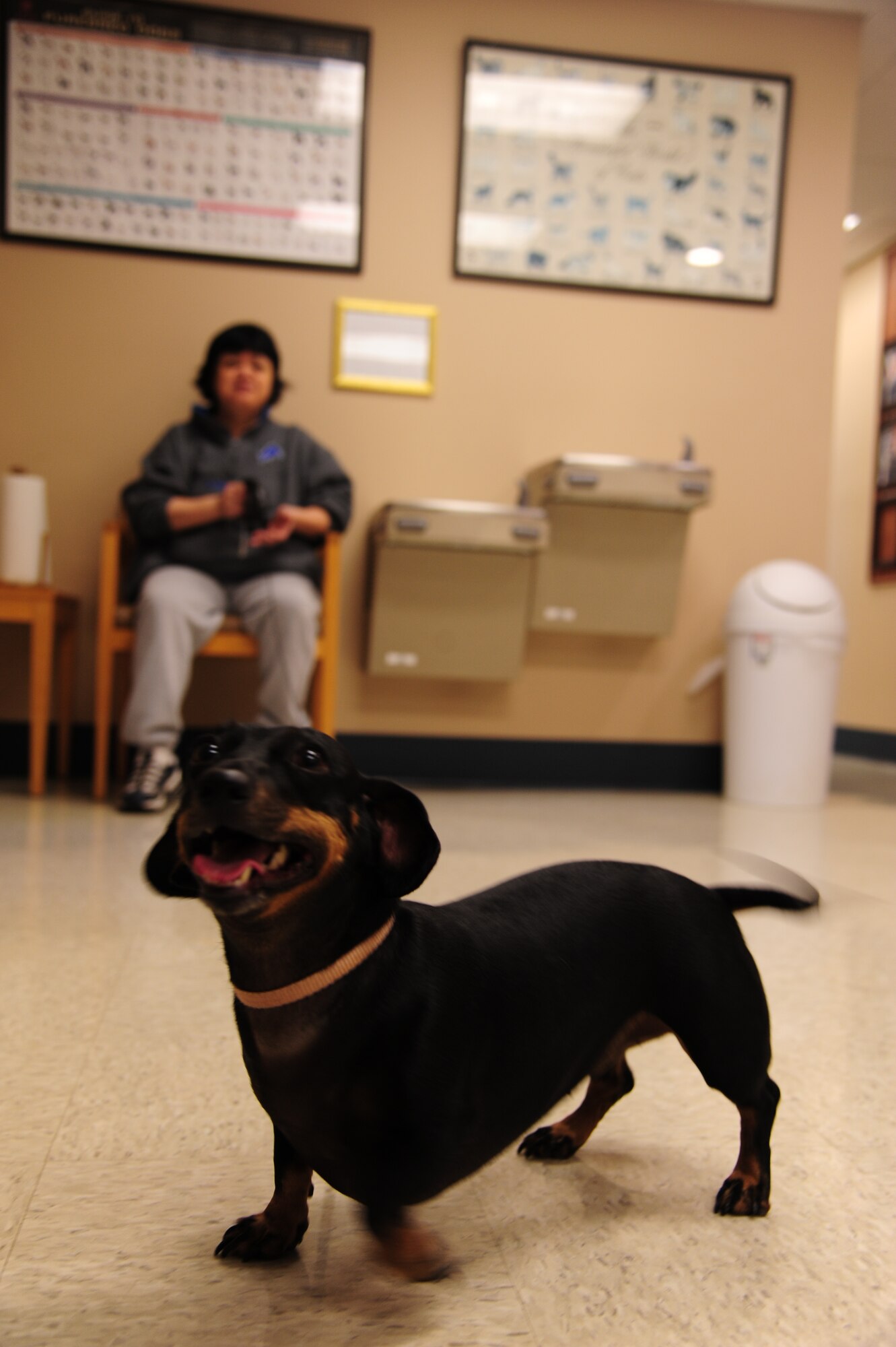 Molly, a dachshund, runs around the reception room before being seen by the veterinarian, Nov. 17, 2011, at Little Rock Air Force Base, Ark. The veterinarian clinic offers various services to canines and felines, including vaccinations, de-worming, minor surgeries and dental care. (U.S. Air Force photo by Airman 1st Class Kaylee Clark)