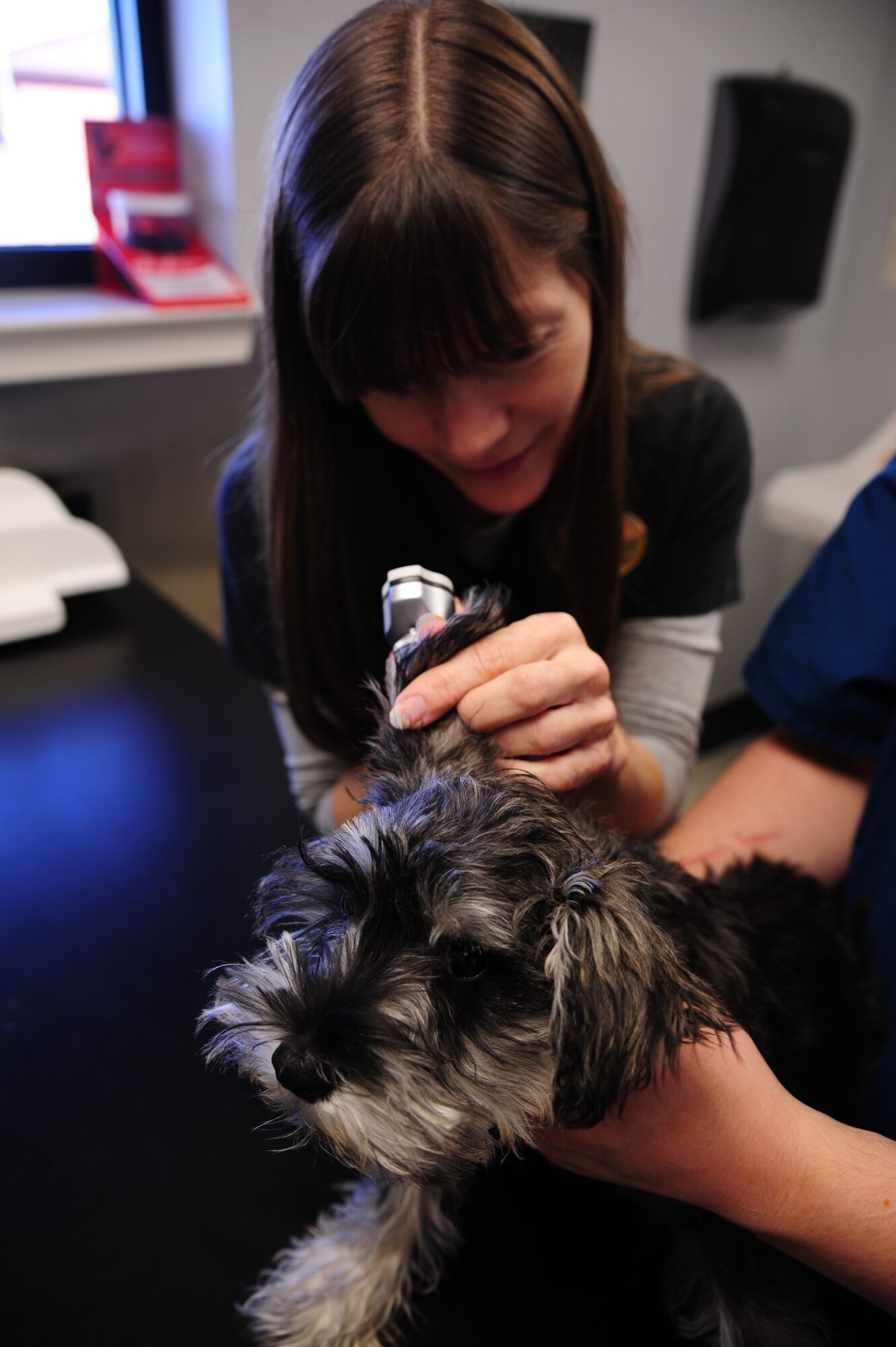 Kaylee's miniature schnauzers sales