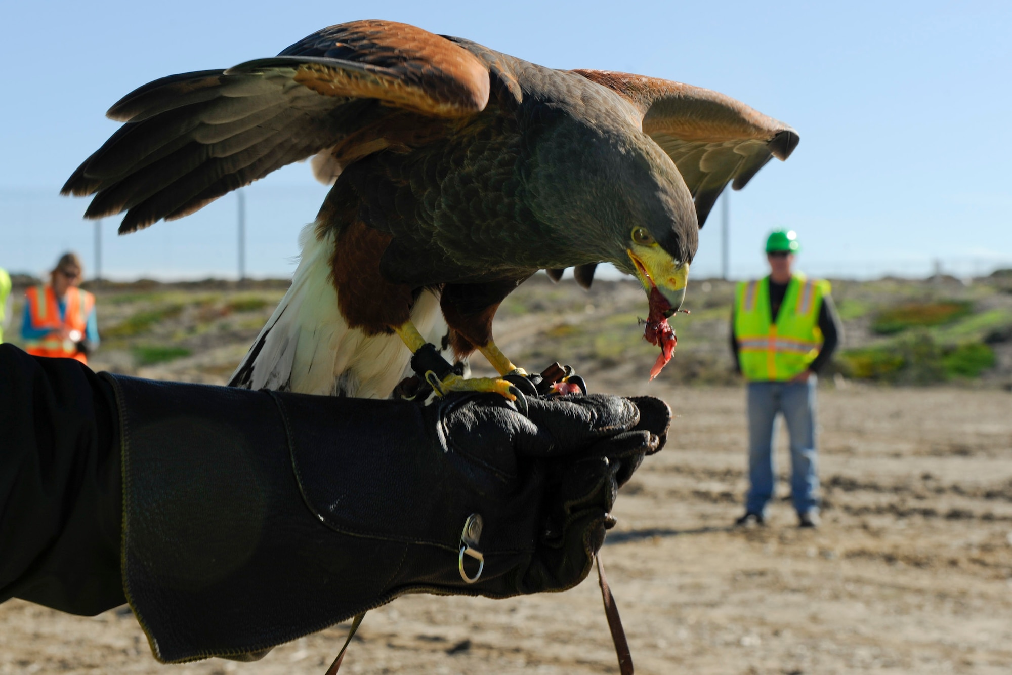 VANDENBERG AIR FORCE BASE, Calif. -- A hawk eats a meaty treat at the landfill here Wednesday, Nov. 23, 2011. Falconers from Safari Depredation Company visit the landfill daily to help prevent animals, like seagulls and other birds, from moving the refuse to other areas of the base and to help keep landfill workers safe. While the hawks are intimidating to many of the small animals in the area, they still have to be careful for local territorial predators. (U.S. Air Force photo/Col. Richard Boltz)
