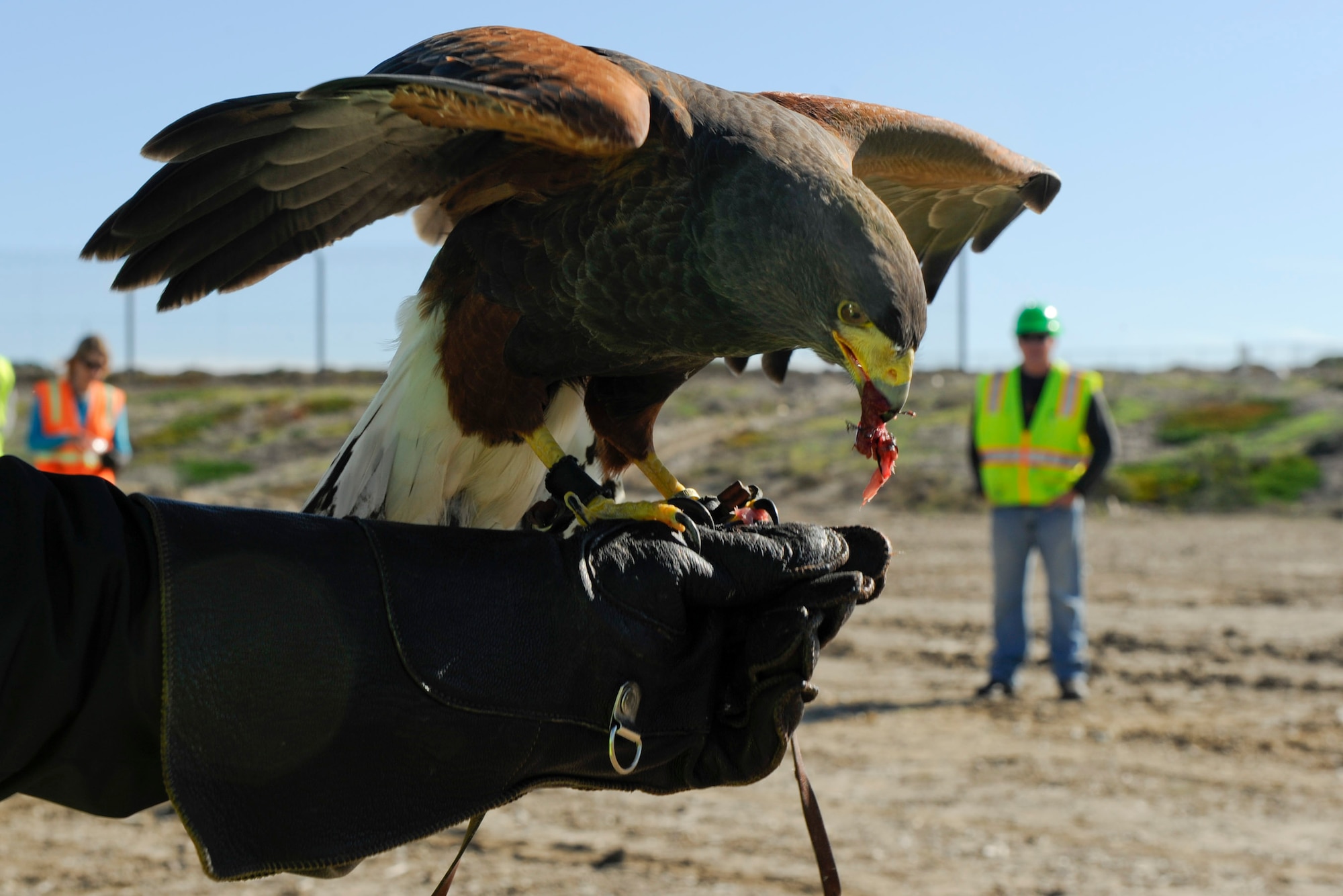 VANDENBERG AIR FORCE BASE, Calif. -- A hawk eats a meaty treat at the landfill here Wednesday, Nov. 23, 2011. Falconers from Safari Depredation Company visit the landfill daily to help prevent animals, like seagulls and other birds, from moving the refuse to other areas of the base and to help keep landfill workers safe. While the hawks are intimidating to many of the small animals in the area, they still have to be careful for local territorial predators. (U.S. Air Force photo/Col. Richard Boltz)