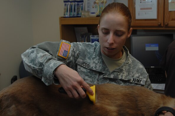 Tanja, a 366th Security Forces Squadron military working dog (MWD), gets brushed during an exam from U.S. Army Sgt. Holly Cook, noncommissioned officer-in-charge of the vet clinic, at Mountain Home Air Force Base, Idaho, Nov. 23, 2011. Cook is also tasked with inspecting MWD facilities such as their obstacle course, proper food and medication storage, and individual kennels. (U.S. Air Force photo by Senior Airman Benjamin Sutton)