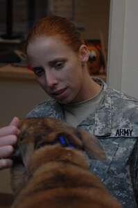 U.S. Army Sgt. Holly Cook inspects Tanja, a 366th Security Forces Squadron military working dog at Mountain Home Air Force Base, Idaho, Nov. 23, 2011. Cook is attached to preventative medicine at Joint Base Lewis-McChord, Wash., and is the noncommissioned officer-in-charge of the MHAFB veterinary clinic. (U.S. Air Force photo by Senior Airman Benjamin Sutton)