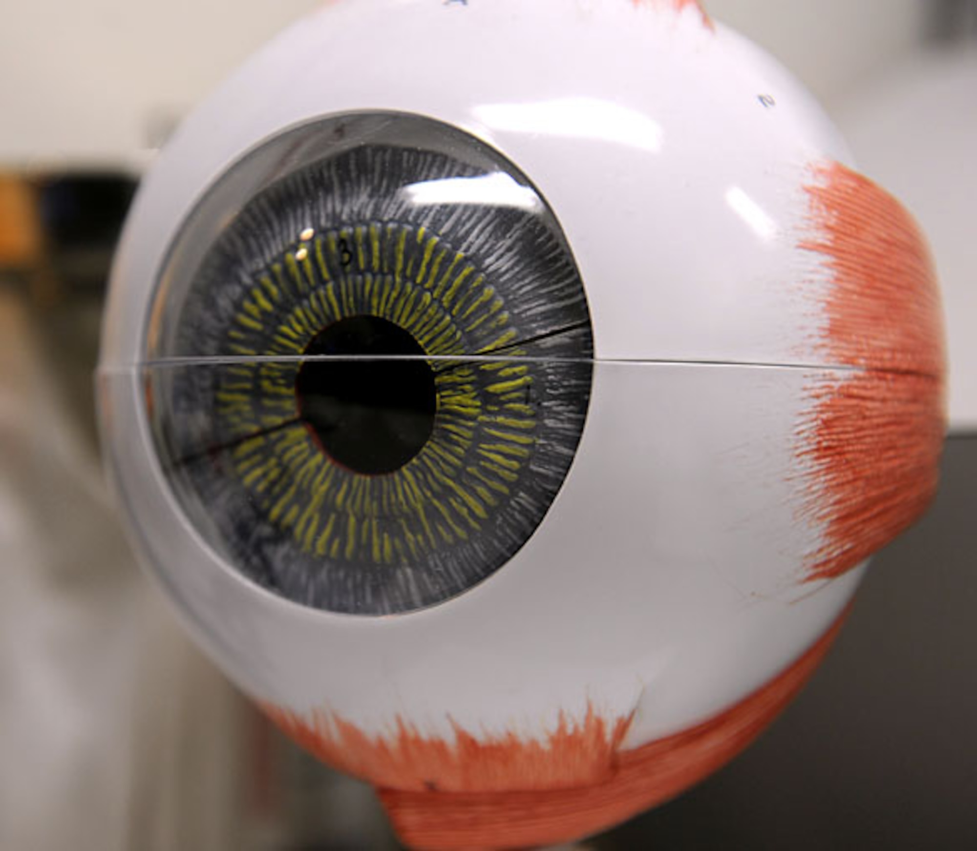 A model of an eye sits on U.S. Air Force Capt. Kerry Phelan's exam room at the 18th Medical Group optometry clinic at Kadena Air Base, Japan, Oct. 12, 2011. Ophthalmic specialists attend eight weeks of training at Sheppard Air Force Base, Texas, to learn how to diagnose eye disorders and what medications to give patients. (U.S. Air Force photo by Airman 1st Class Brooke P. Beers/Released)