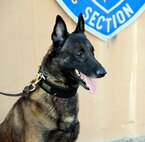 LAUGHLIN AIR FORCE BASE, Texas – XXavier, 47th Security Forces Squadron military working dog, sits idle for the camera before going through the obstacle course here Nov. 21. XXavier is leaving the 47th SFS for the 341st Training Squadron at Lackland Air Force Base, Texas, to become a breeding dog. (U.S. Air Force photo/Airman 1st Class Nathan L. Maysonet)
