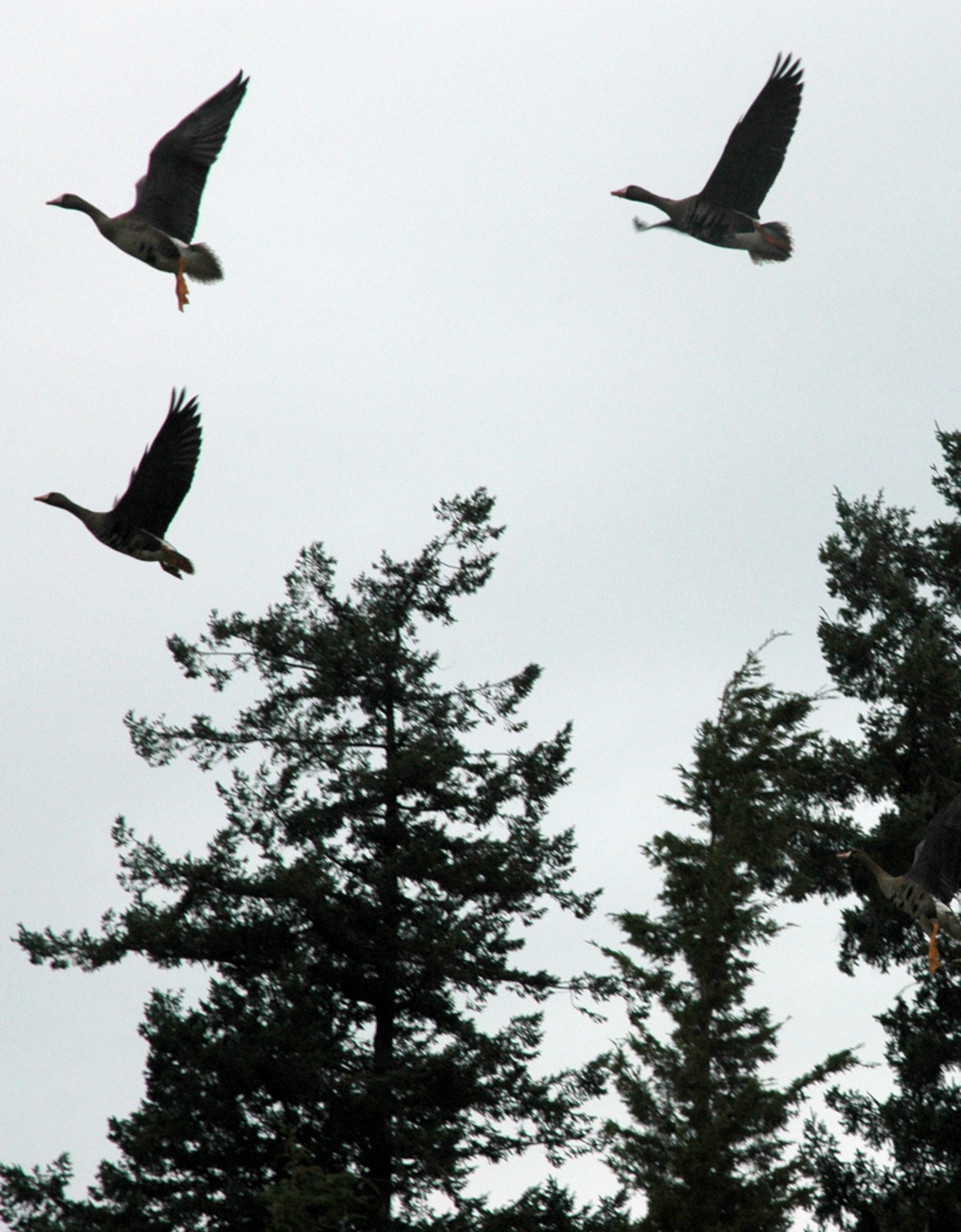 Canada geese take flight near the flightline on McChord Field, Wash. Geese are one of the local bird strike hazards aircrews must guard against. (U.S. Air Force photo by Sandra Pishner)