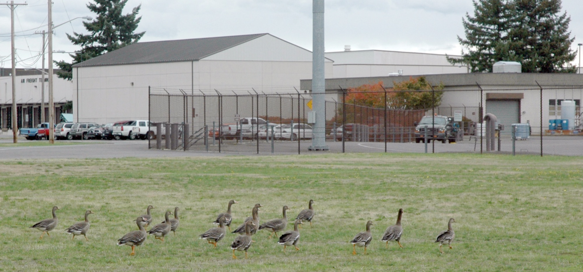 A flock of Canada geese stroll on a field near the troop holding area down by the flightline on McChord Field, Wash.  Geese are one of the local bird strike hazards aircrews must guard against. (U.S. Air Force photo by Sandra Pishner)