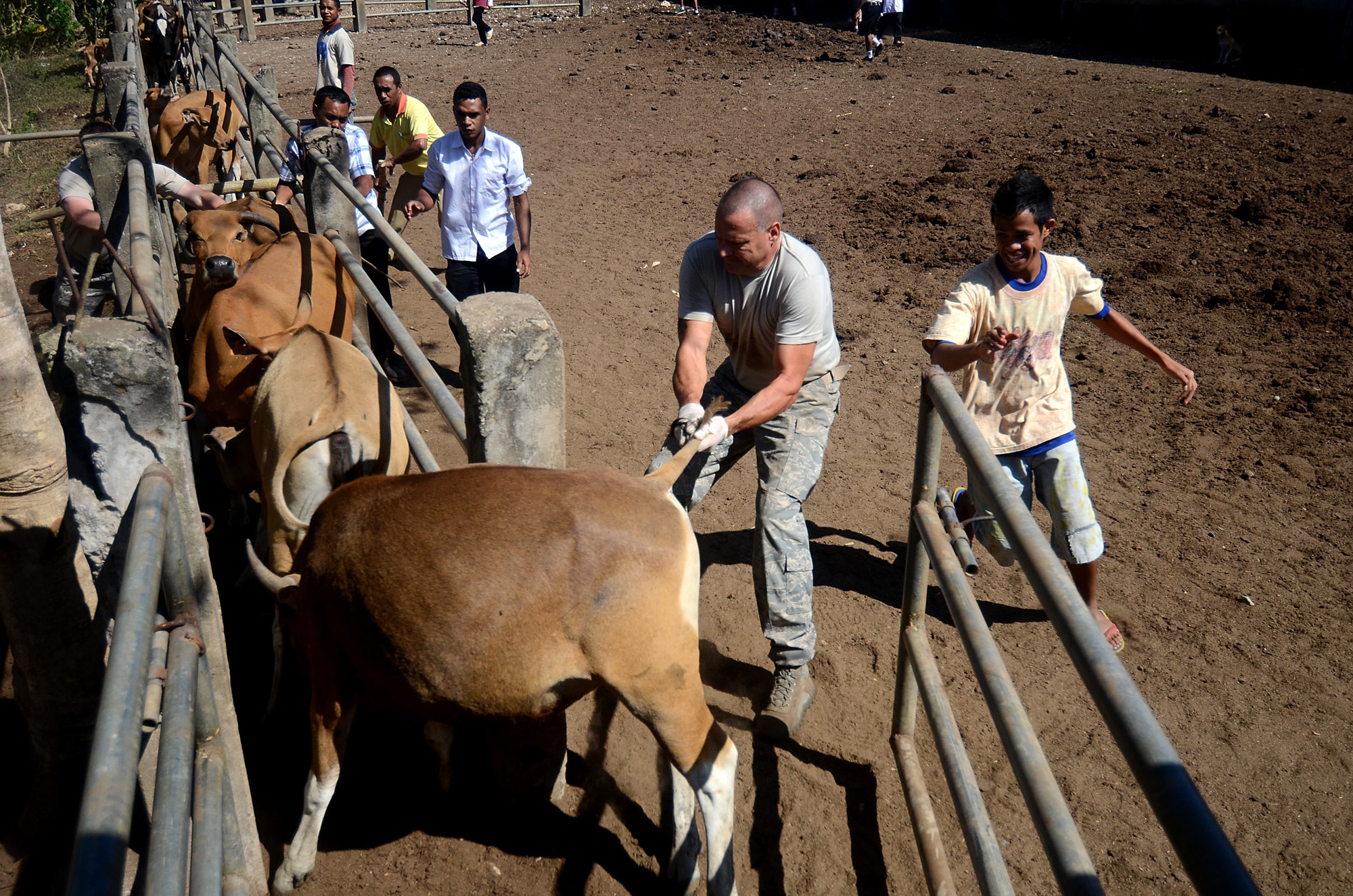 Fuiloro, Timor-Leste ?  U.S. Air Force Veterinarian Maj. Douglas Riley from the 13th Air Force International Health, Hickam AFB, HI tries to turn a cow around in a pen so he can examine them on 22 Sept. 2011 for PACIFIC ANGEL 11-02: in Fuiloro, Timor-Leste.
Maj. Riley is helping the Timor-Leste animal heath program with the initiation of Brucellosis and Tuberculosis.

The Falintil For?as de Defesa de Timor-Leste, U.S. Air Force and Australian International Stabilization Forces are conducting PACIFIC ANGEL 11-02: Timor-Leste, a joint humanitarian and civic-military operation at the childrens school.

PACIFIC ANGEL consists of several concurrent civil-military assistance activities including medical programs consisting of: dental, optometry, women?s health, general medicine, engineering programs and subject matter expert exchanges in public health education and veterinary education. (U.S. Air Force Photo by: MSgt Jeremy Lock) (Released)
