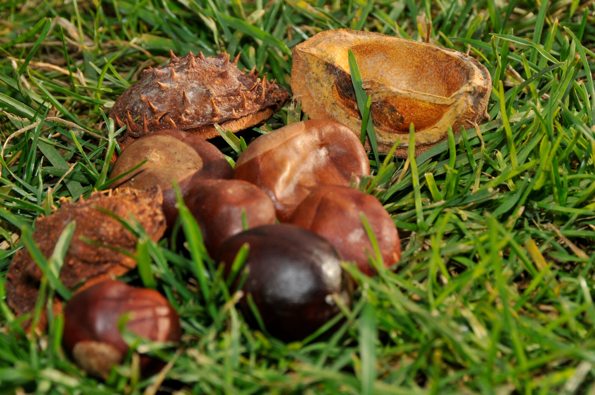 Conkers are hard brown nuts found in a prickly case that fall from the horse chestnut tree when ripe. A playground favourite in the U.K. for as long as there have been playgrounds and horse chestnut trees, conkers were introduced into Britain in the 1600s. The first recorded game of conkers dates back to 1848 on the Isle of Wight. The origin of the name 'conker' is unclear but it's believed that it comes from the French word 'cogner' meaning to hit. ( Photo by A1C Perry Aston)