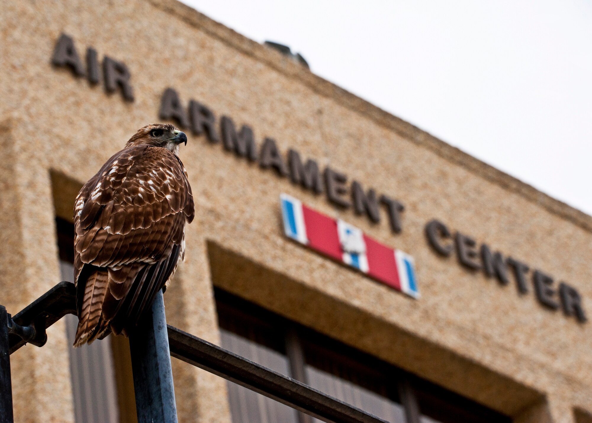 A red tailed hawk stands guard outside the front door of the Air Armament Center headquarters the morning of Oct. 11 at Eglin Air Force Base, Fla.  The hawk perched on the stair railing and watched military and civilians enter the building for more than five minutes before flying away.  Red tailed hawks are just one of many bird-of-prey species that populate the Eglin reservation.  Female red tails can weigh more than four pounds and have up to a 52 inch wingspan.  (U.S. Air Force photo/Samuel King Jr.)