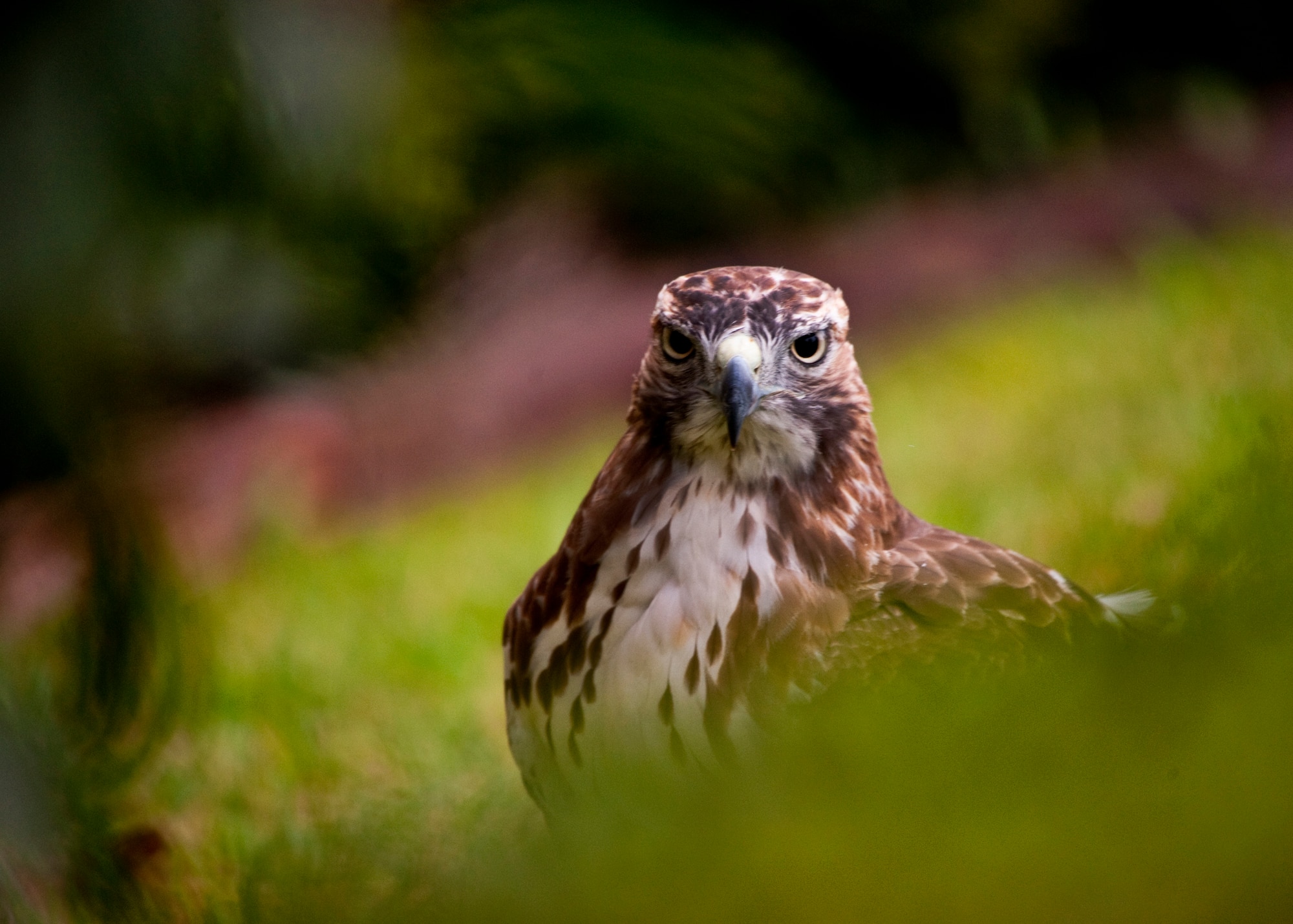 A red tailed hawk peers out from behind some low-hanging foliage at the Air Armament Center headquarters building the morning of Oct. 11 at Eglin Air Force Base, Fla.  Later, the hawk perched on the stair railing outside the front door of the building.  Red tailed hawks are just one of many bird-of-prey species that populate the Eglin reservation.  Female red tails can weigh more than four pounds and have up to a 52 inch wingspan.  (U.S. Air Force photo/Samuel King Jr.)