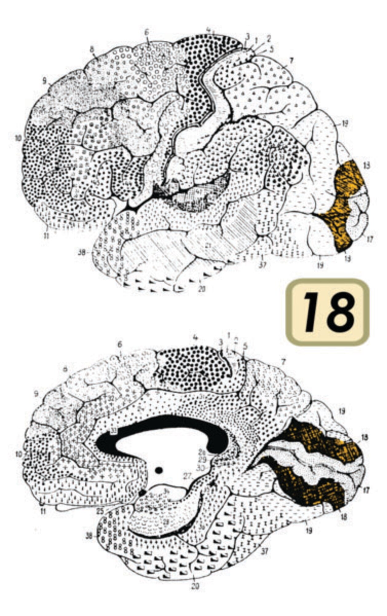 Architecture of Visual Cortex V1 and V2 layers, areas of the brain the Computational Intelligence research group is seeking to emulate with computer architecture.   (AFRL Image)