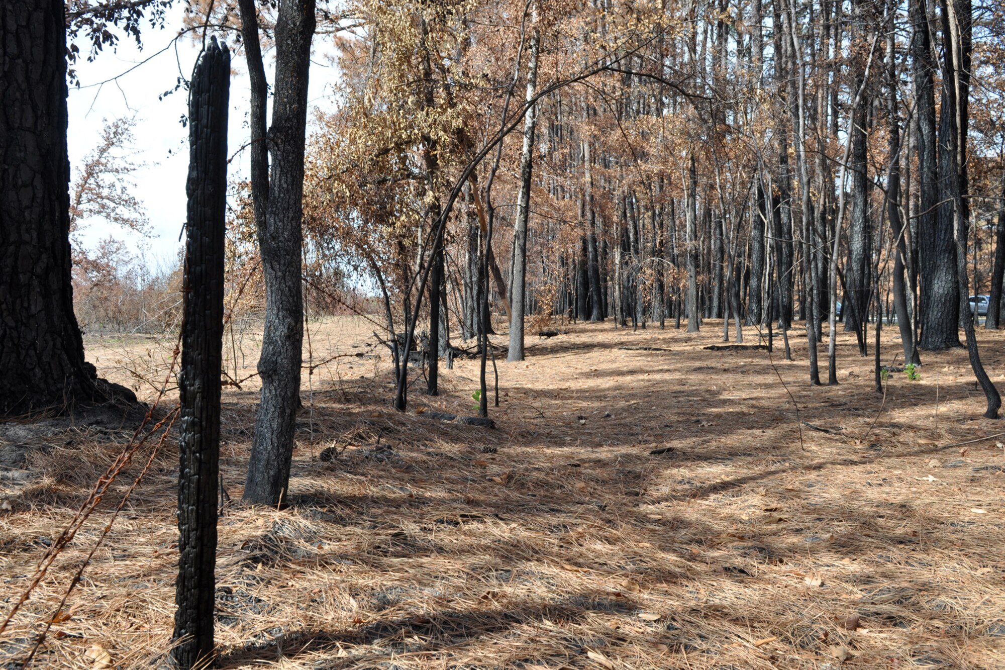 The results of a wild fire, a wasteland of dead trees cover an area along Interstate 20 near Marshal, Texas, a mere 20 miles from the Louisiana state line, Oct 9, 2011. The fire came within a couple of feet of fences holding animals before being stopped by firefighters. (Courtesy photo by Jeff Walston)