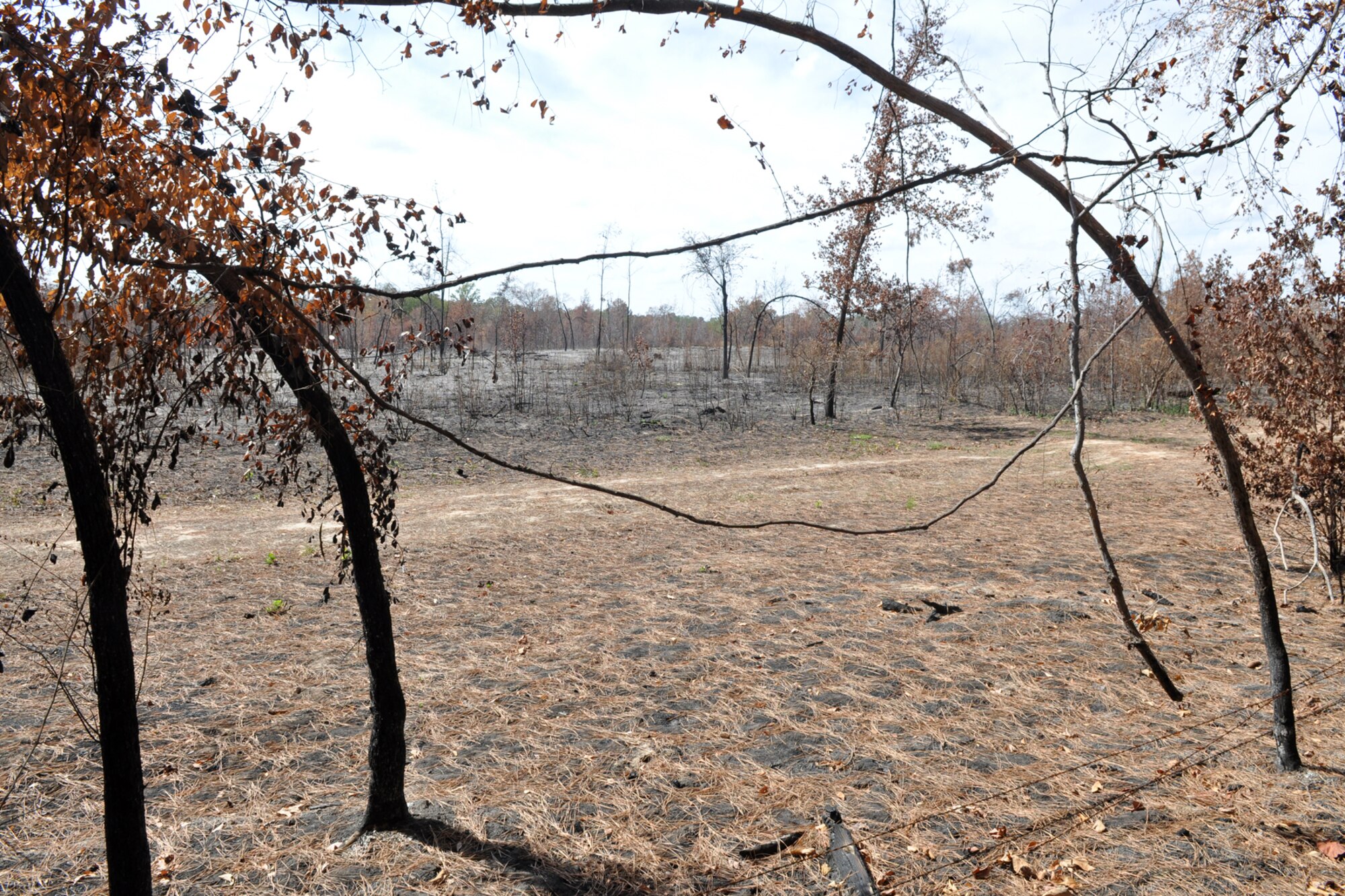 The results of a wild fire, a wasteland of dead trees cover an area along Interstate 20 near Marshal, Texas, a mere 20 miles from the Louisiana state line, Oct 9, 2011. The fire came within a couple of feet of fences holding animals before being stopped by firefighters. (Courtesy photo by Jeff Walston)  