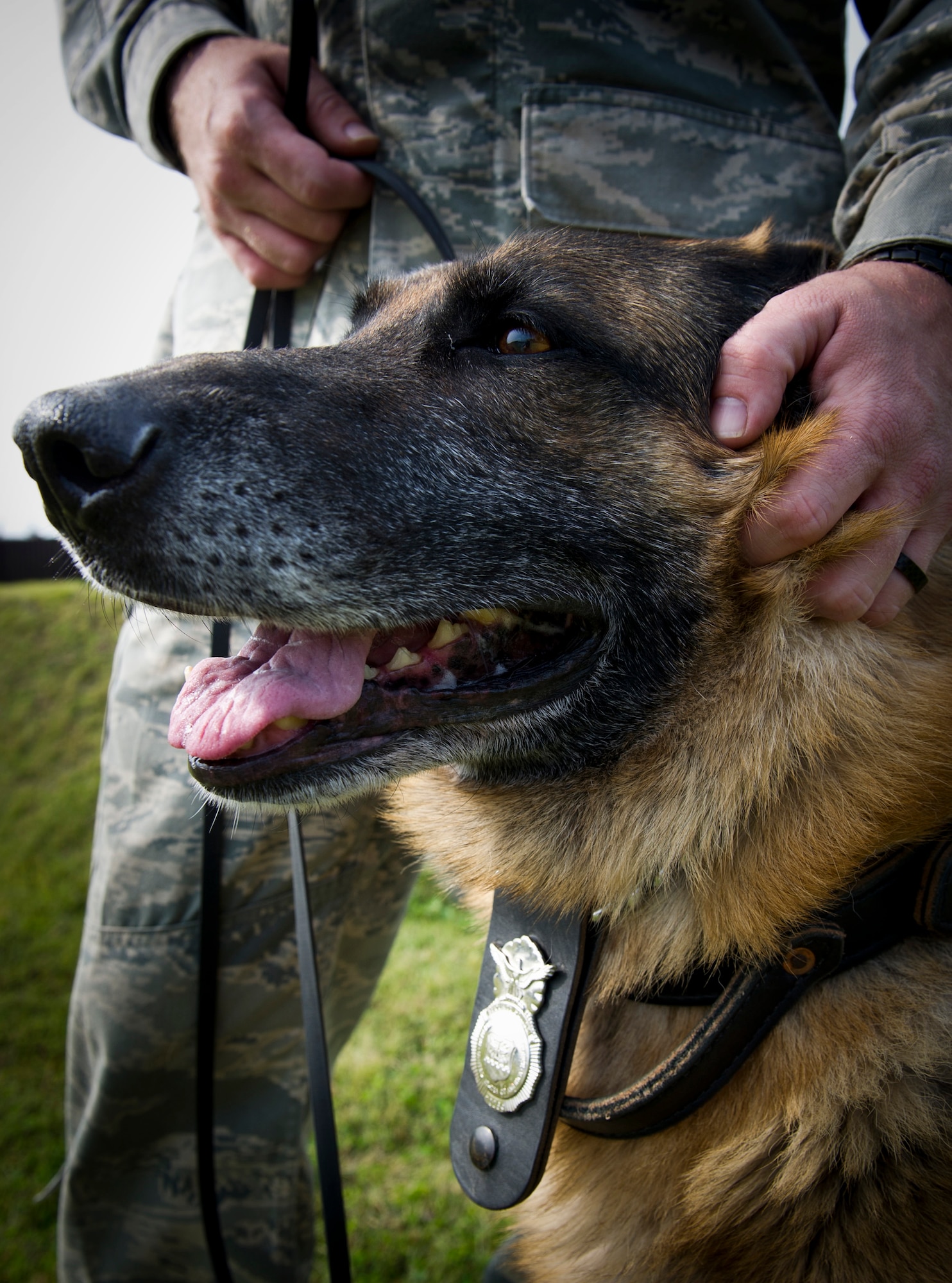 YOKOTA AIR BASE, Japan  -- Staff Sgt. Charles Salton, military working dog handler,  374th Security Forces Squadron pets his dog after  running him through the obstacle course Oct. 11, 2011 at Yokota Air Base, Japan. The MWD handlers run their dogs through the course everyday to give them exercise and keep them trained to do their job. The MWD handlers work side-by-side with their dogs to provide base security as well as searching vehicles for illegal drugs, and explosives. (U.S. Air Force Photo/ Staff Sgt. Stacy Moless)