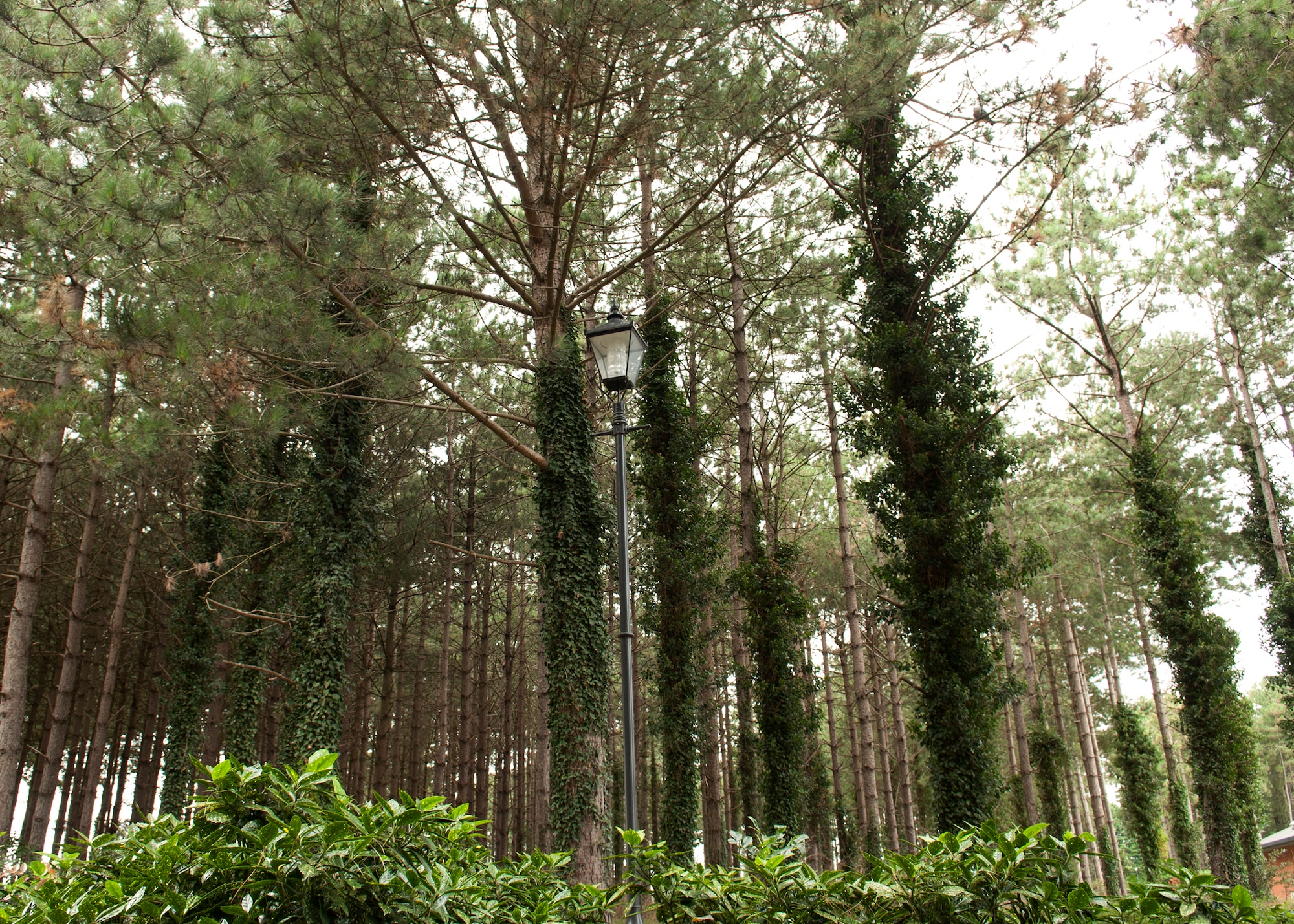 RAF MILDENHALL, England – The Mum’s Woods, located behind the RAF Mildenhall Post Office, is allegedly the place where a 17th Century witch was staked to the ground through her knees and elbows, and left for dead. The woods are rumored to be haunted, but the phenomenon has not been proven. (U.S. Air Force photo/Tech. Sgt. Kevin Wallace)   