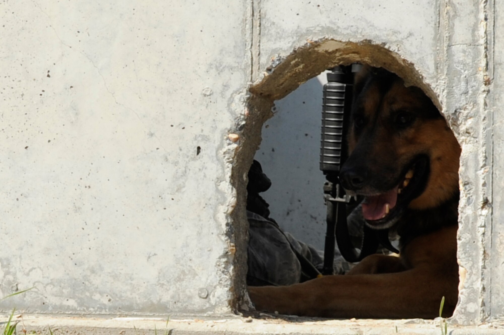 VANDENBERG AIR FORCE BASE, Calif. -- Samon, a 30th Security Forces Squadron working dog, scans the area through a drainage hole in a concrete defensive post during a simulated fire fight with opposition forces during a North Star event here Thursday, Oct. 20, 2011. The exercise trained Airmen during a simulated deployed environment in which they practiced deployment training and response time. (U.S. Air Force photo/Senior Airman Lael Huss)