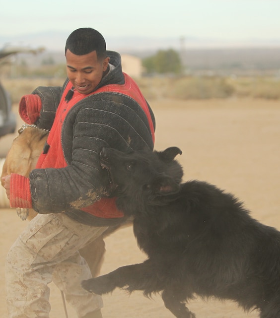 Lance Cpl. Jose Rivera, a working dog handler, is attacked by two police K-9s during a demonstration to students of Condor Elementary School for Red Ribbon Week at the school’s playground Oct. 24, 2011. ::r::::n::