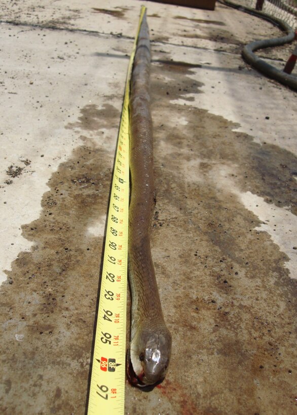 A black mamba, one of the world’s most venomous snakes, is displayed at a U.S. Africa Command forward operating base to show its 8-foot length.  Duke Field reservist Master Sgt. Jennifer Alexander, currently deployed there as its pest control manager, helped remove it from a tree at an entrance to her deployed location.  Alexander often works with host nation military officials to eliminate dangerous wildlife hazards and ensure non-threatening wildlife found on and near her base are safely returned to the wild. (Courtesy photo)