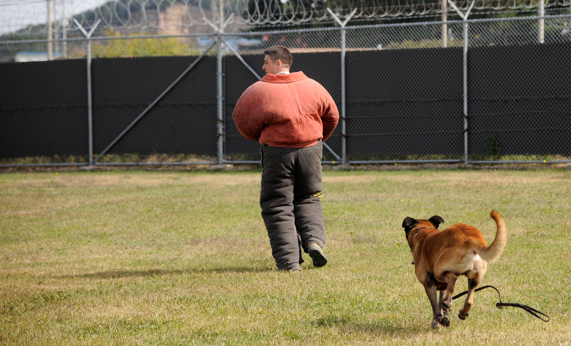 Chief Master Sgt. Scott Delveau, 8th Fighter Wing command chief, gets bit Military Working Dog Rudy at the working dog facility at Kunsan Air Base, Republic of Korea Oct. 21, 2011.  Wing leadership visited the 8th Security Forces Squadron K-9 unit to witness a K- 9 demonstration and put on bite suits to experience what training with the military working dogs would feel like.  (U.S. Air Force photo by Staff Sgt. Rasheen Douglas/Released)