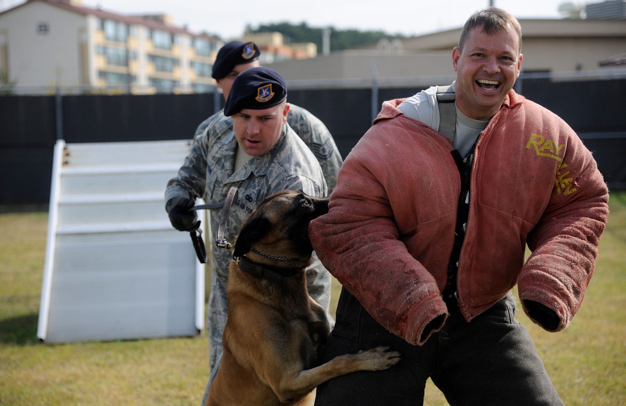 Col. Stephen Williams, 8th Fighter Wing vice commander, gets bit by Military Working Dog Ssentry at the working dog facility at Kunsan Air Base, Republic of Korea Oct. 21, 2011.  Wing leaders visited the 8th Security Forces Squadron K-9 unit to witness a K- 9 demonstration and put on bite suits to experience what training with military working dogs feels like.  (U.S. Air Force photo by Staff Sgt. Rasheen Douglas/Released)