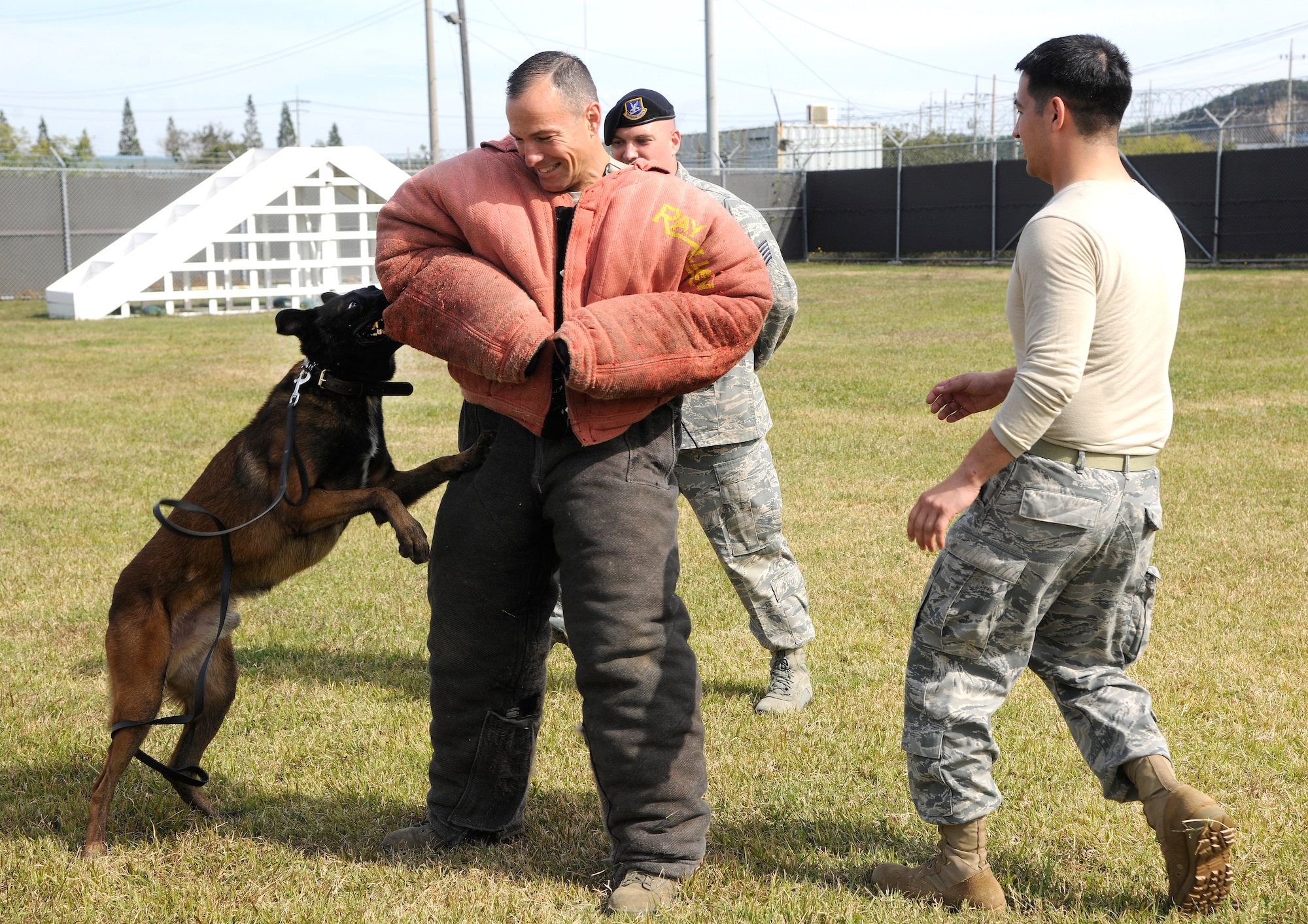 Col. Scott Pleus, 8th Fighter Wing commander, gets bit by Military Working Dog Ssentry at the working dog facility at Kunsan Air Base, Republic of Korea Oct. 21, 2011.  Wing leaders visited the 8th Security Forces Squadron K-9 unit to witness a K- 9 demonstration and put on bite suits to experience what training with military working dogs feels like.  (U.S. Air Force photo by Staff Sgt. Rasheen Douglas/Released)