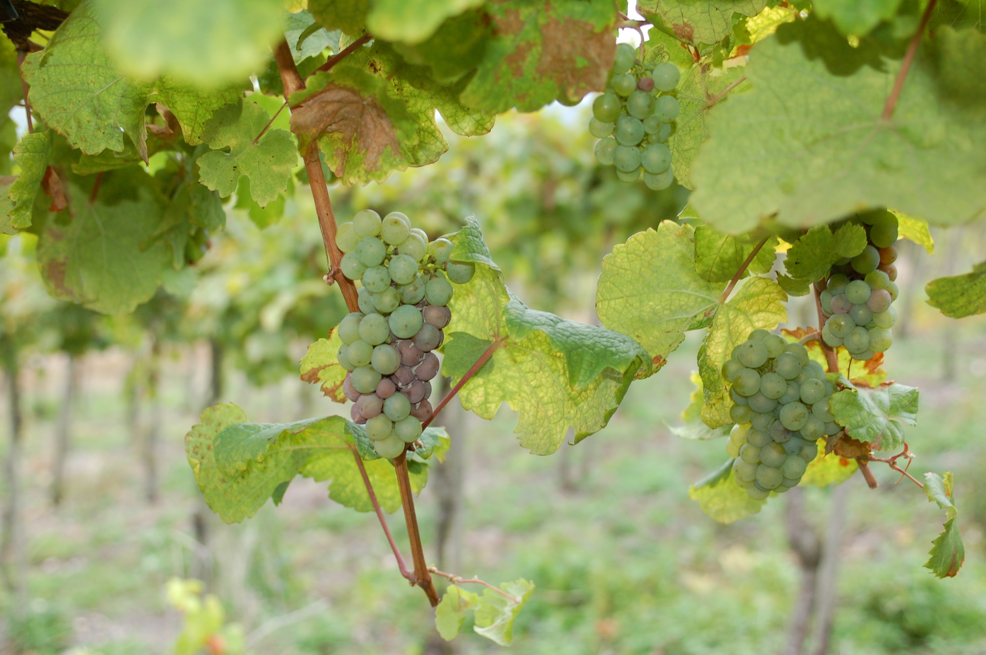 SPANGDAHLEM AIR BASE, Germany -- Spangdahlem residents live at the doorstep of a delightful wine region, where some of the finest white wines in the world originate. The wines are sweet and fruity, and the wine growing area of this region has more than 25,000 acres. Riesling vines cover 75 percent of the area and the rest cultivated are of the grapes are Mueller-Thurgau, Elbling and a few other varieties. The average annual yield is about 22 million gallons of wine. (U.S. Air Force photo/Iris Reiff)