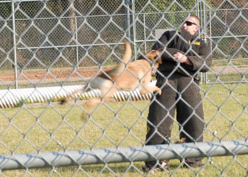 Senior Airman Andrew Phillips, 2nd Security Forces Squadron, is attacked by military Working Dog Kuno on Barksdale Air Force Base, La., Oct. 26. Security Forces gave Junior Reserve Officer Training Corps cadets from Mansfield High School a working dog demonstration as a part of their tour of Barksdale. (U.S. Air Force photo/Airman 1st Class Benjamin Gonsier)(RELEASED)