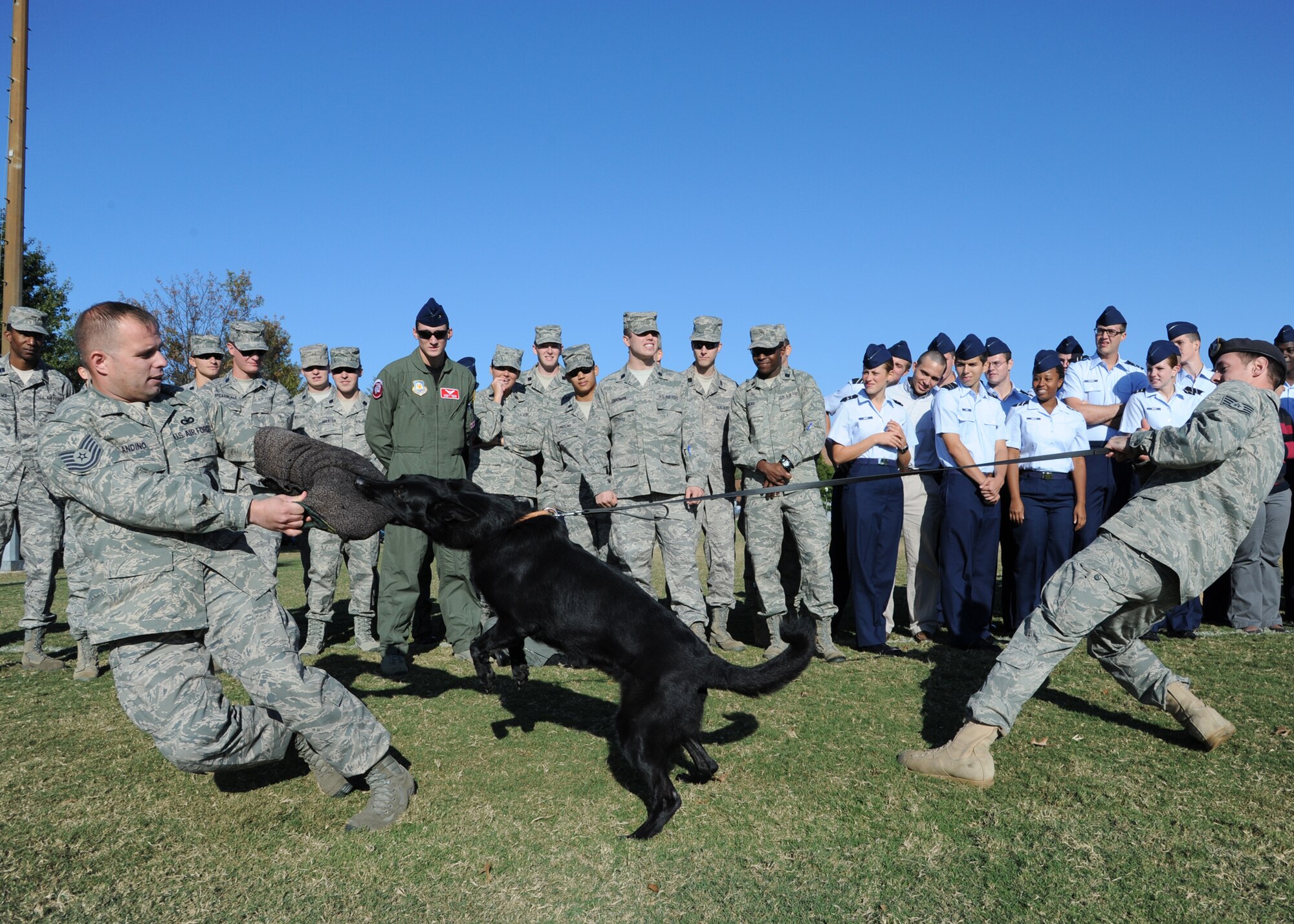 Tech Sgt. Thomas Blandino and Staff Sgt. Benjamin LaFoon demonstrate the hold and power of military working dog Iva to a group of Air Force cadets during a visit to the University of Alabama on Oct. 20. The cadets were able to ask questions and watch demonstrations on both the Military Working Dog handler and Combat Arms Training and Maintenance career fields. Sergeant Blandino and Sergeant Lafoon are both assigned to the 14th Security Forces Squadron. (U.S. Air Force photo/ Airman 1st Class Chase Hedrick)