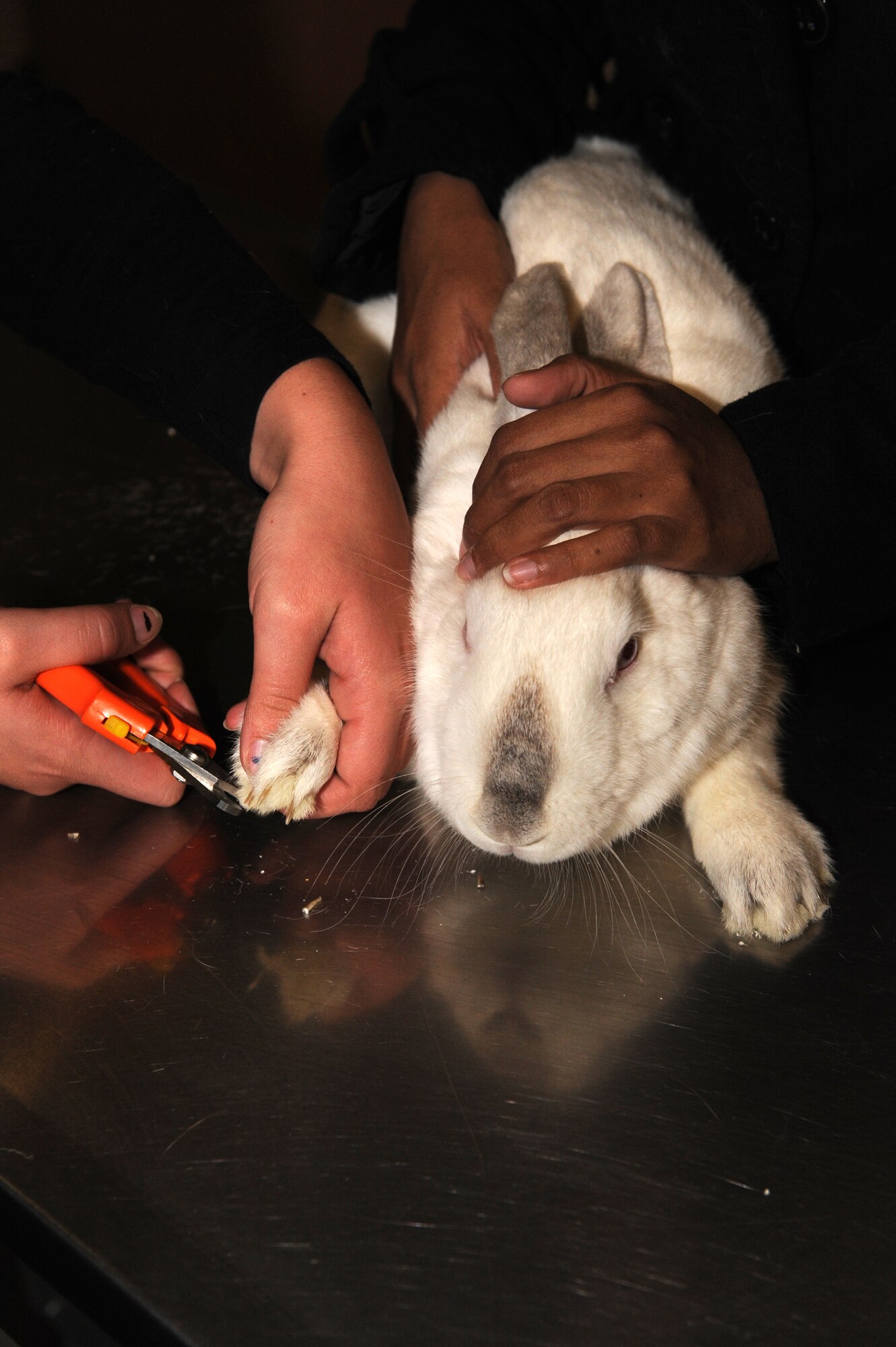 Ruby, a domesticated house rabbit, is held down by her owner Shamini Velyudhan, while getting her nails trimmed Oct. 27, 2011, at the Mountain Home Air Force Base, Idaho, veterinary clinic. The clinic offers services to a wide variety of animals owned by the base population. (U.S. Air Force photo by Senior Airman Benjamin Sutton) 