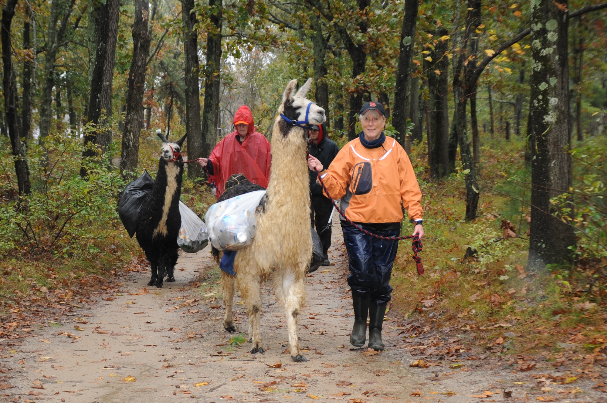 Bev Vienckowski, local resident near the Collier Mills Park Wildlife Management Area, holds the leash of her llama, Jim-E, during the trail clean-up of the park Oct. 19 in New Egypt, N.J. Both llamas are owned by Vienckowski and were used to carry cans, plastic bottles and trash from the trail. (U.S. Air Force photo by Pascual Flores/Released)
