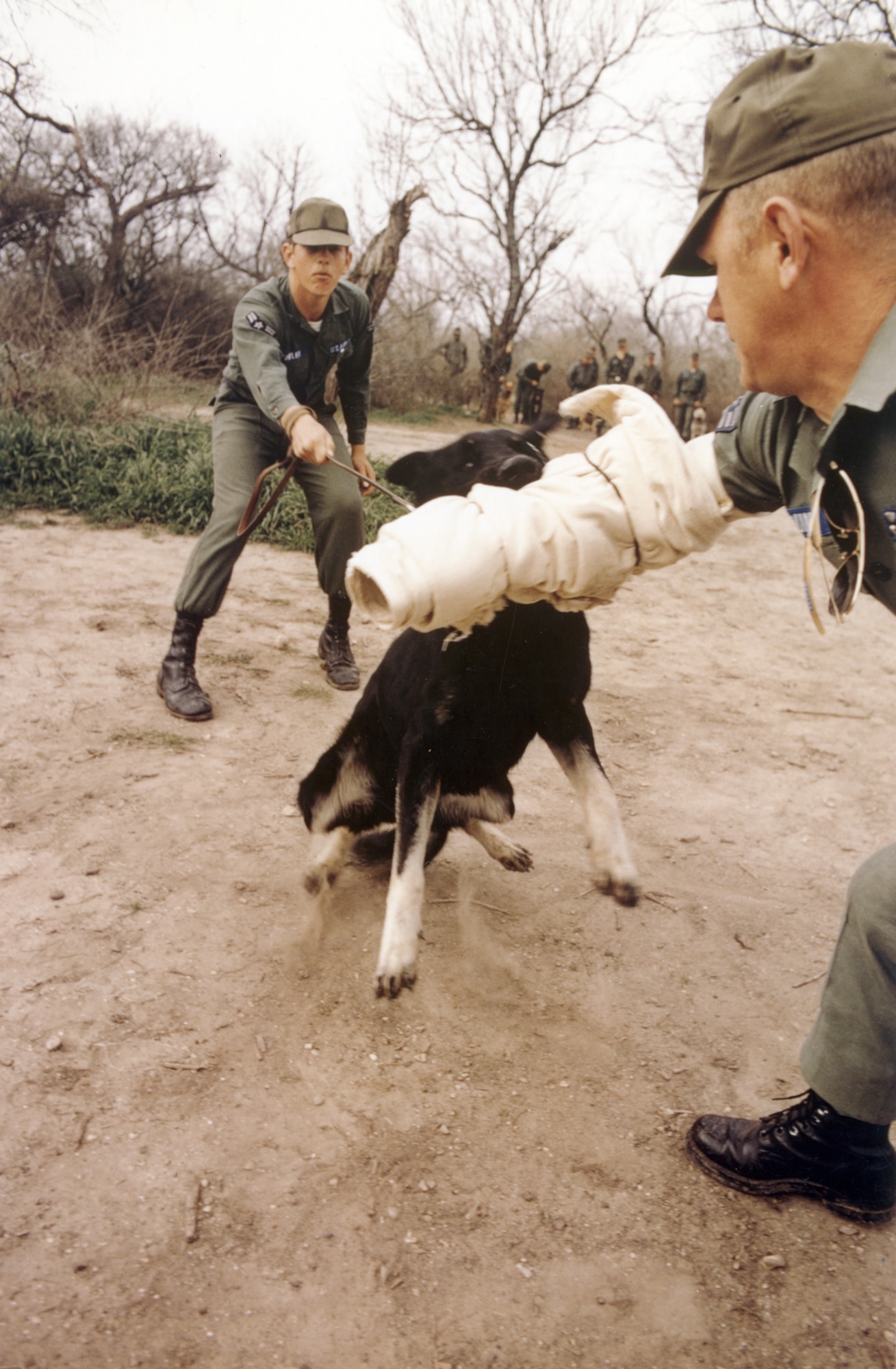 U.S. Air Force dogs received extensive training, including learning to attack upon command. This photo was taken at Lackland AFB, Texas, in 1970. (U.S. Air Force photo).