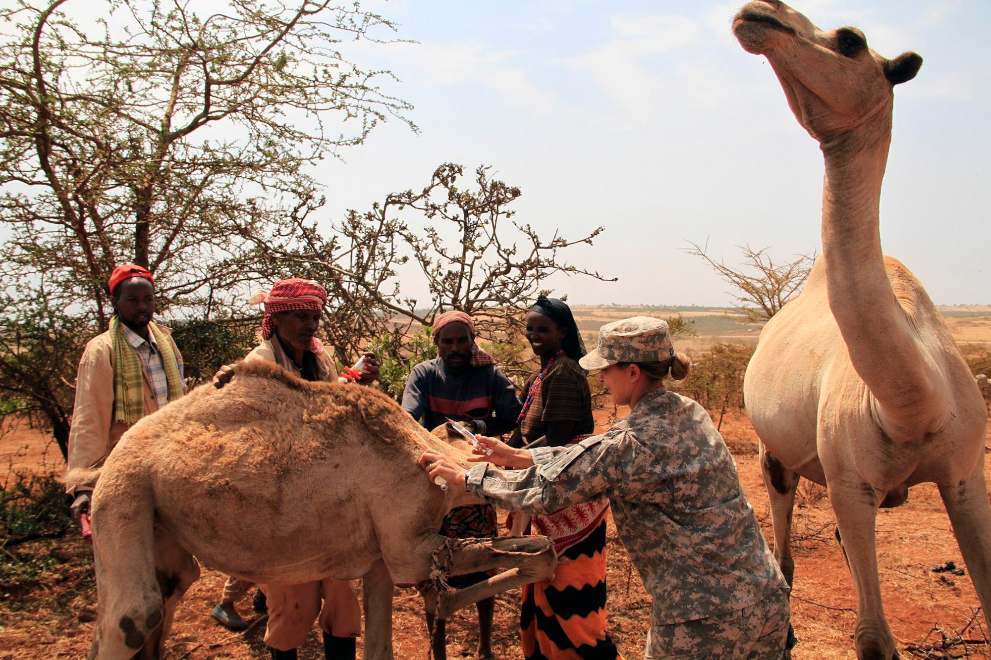 U.S. Army CPT Jill Lynn, the 490th Civil Affairs Battalion functional specialty team veterinarian,  and Community Animal Health Worker Mohammed Isaq, second from the left, work together to treat a young camel during an eight  day Veterinary Civic Action Program in Negele, Ethiopia August 23, 2011.  More than 25 thousand chickens, cattle, camels and donkeys received multi-vitamin injections and treatments for various parasitic diseases. (U.S. Air Force photo by Capt Jennifer Pearson)