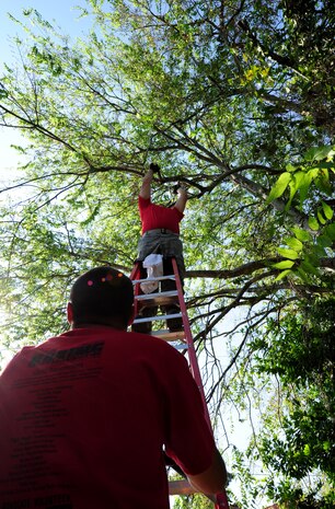 Airmen from the 437th Aerial Port Squadron trim back tree branches during National Day of Caring, Sept. 9, 2011, in the East Central neighborhood of Charleston, S.C.  More than 200 volunteers participated in 35 projects which included landscaping, debris removal, painting, and light repairs in neighborhoods located in downtown Charleston.  Military, DoD civilians, dependents and retirees participated in the community service project. (U.S. Air Force photo/Staff Sgt. Nicole Mickle)