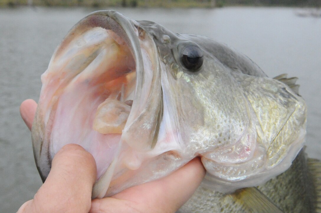 A large mouth bass is handled by Charles Mccleland, a volunteer for the AHERO wounded warrior fishing trip in Shorter, Ala. September 17, 2011. Many residents from the sorrounding Alabama communities volunteered their land and fishing supplies to host the veterans for the weekend.