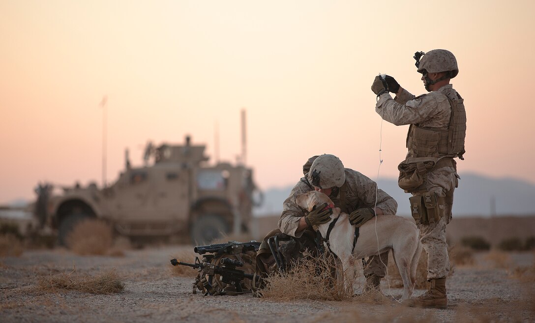 Lance Cpl. Nick Montez, an improvised explosive device dog handler with Weapons Company, 3rd Battalion, 3rd Marine Regiment, calms his working dog Mally as Lance Cpl. Jared Hunter, a mortarman with Weapons Co., 3/3, administers the dog fluids before beginning Exercise Clear, Hold, Build 4 on Marine Corps Air Ground Combat Center Twentynine Palms, Calif., Sept. 26, 2011. During the evolution, the Marines of 3/3 transitioned from clearing a village’s enemy threat to re-building rapport with its citizens. The counterinsurgency training, part of the Enhanced Mojave Viper exercise, marked the completion of seven months of pre-deployment training for “America’s Battalion.” Next month, they will deploy to Afghanistan to support combat operations in Helmand province. Montez, 20, is from Lewiston, Idaho. Hunter, 21, is from Dyersburg, Tenn.