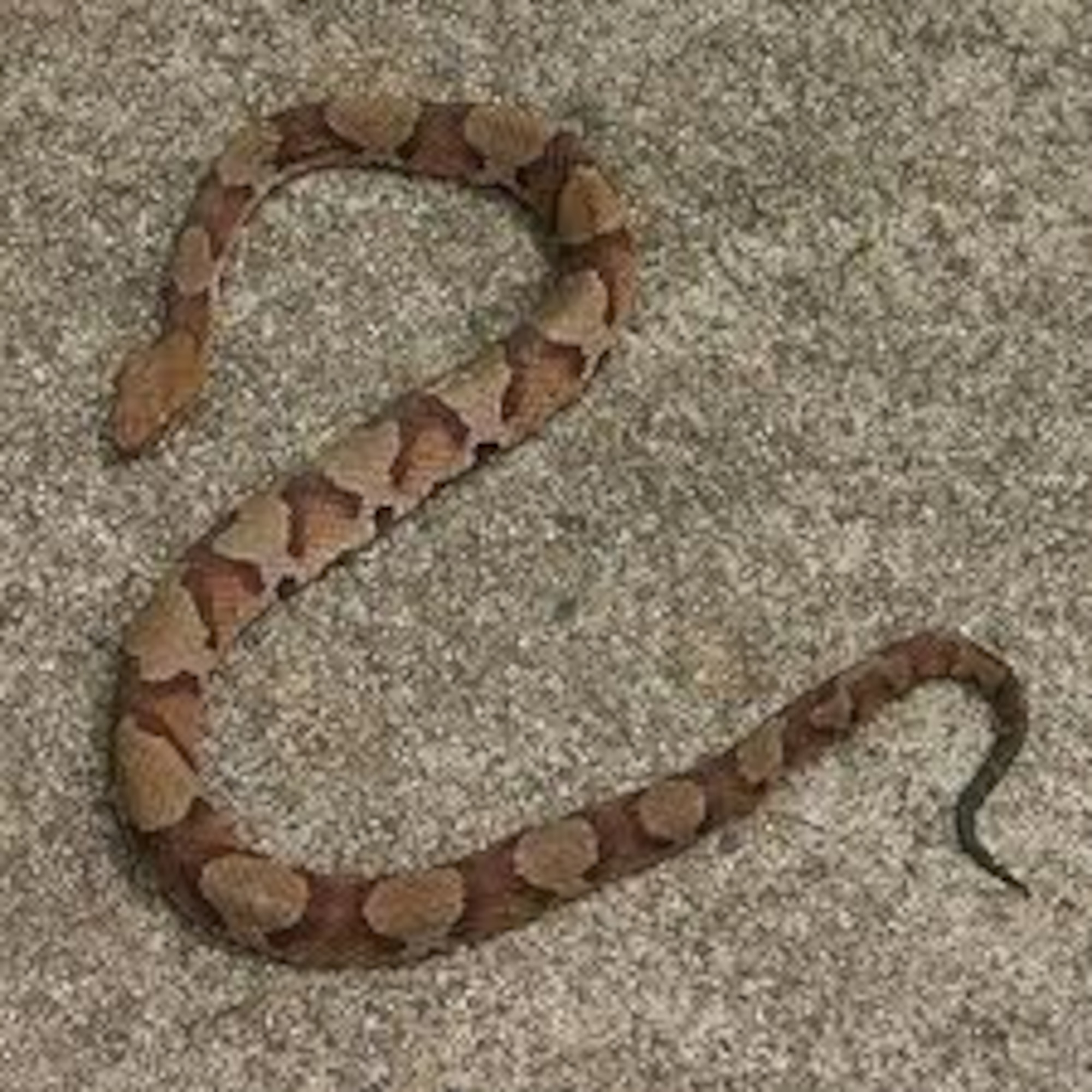 Photo of a copperhead snake, one of the three venemous snakes found in North Georgia. A runner spotted a copperhead near the running trail behind the Air Force gym recently. (courtesy photo)