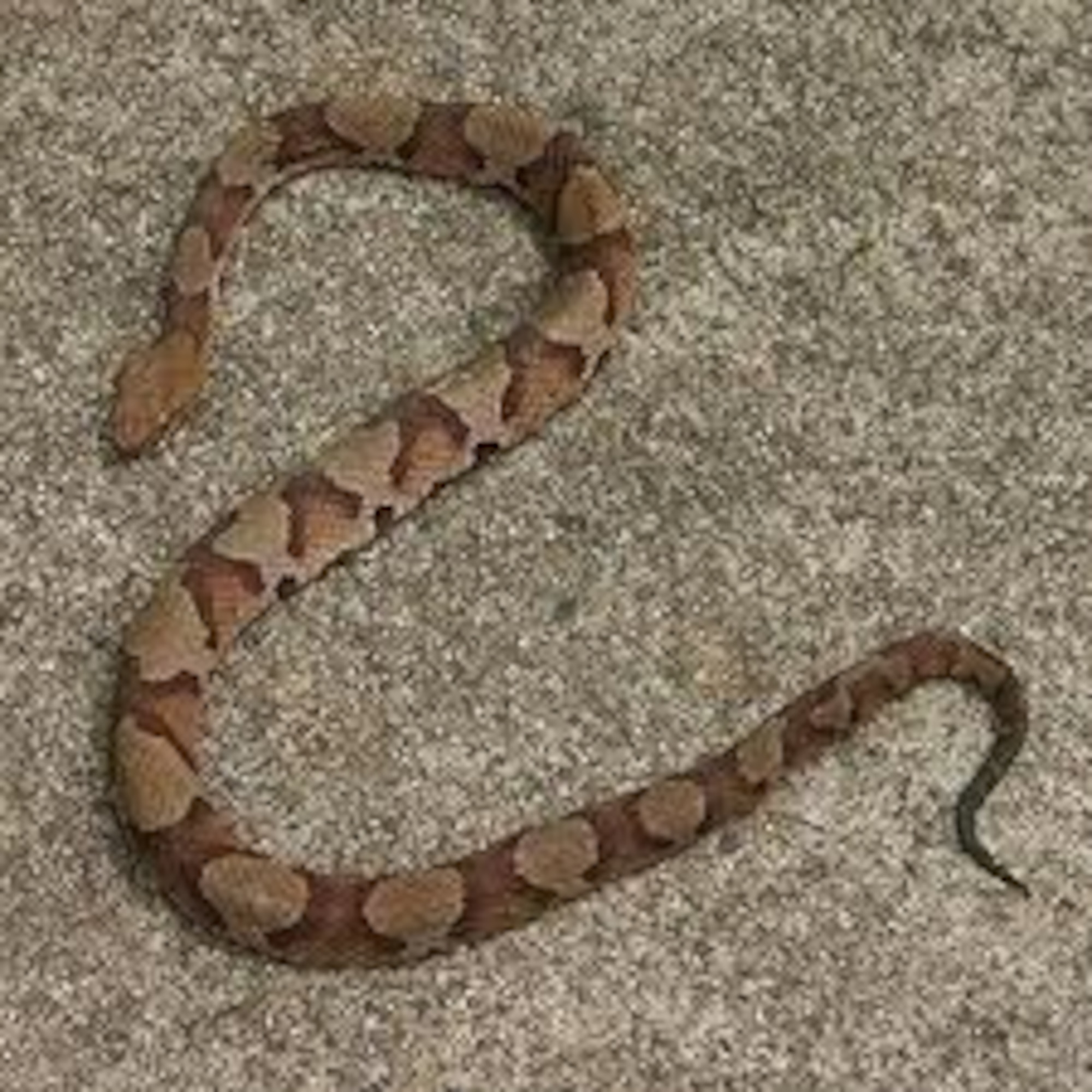 Copperhead snake