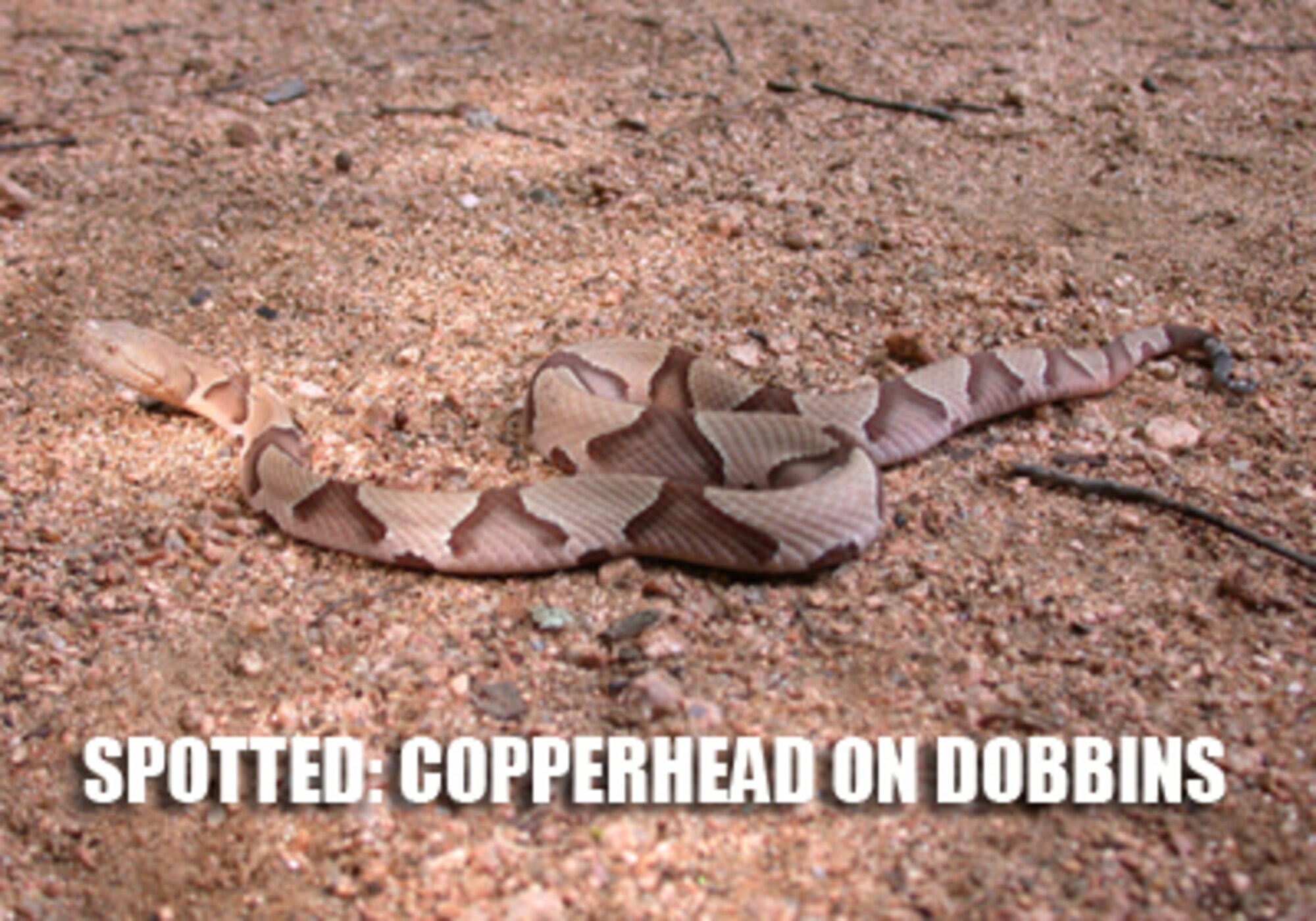 A runner spotted a copperhead snake near the running trail behind the Air Force gym recently. The copperhead is one of three venomous snakes found in North Georgia and is the most commonly encountered. "The copperhead is fairly common," said Linda May, environmental outreach coordinator for the Georgia Department of Natural Resources. "I wouldn't say you'll run into one every time you walk outside, but if you're outside a lot, especially if around brushy areas, you could come across one." (Courtesy photo)