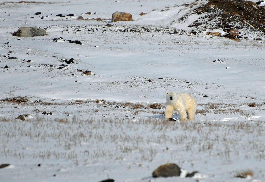 Polar bear at Thule