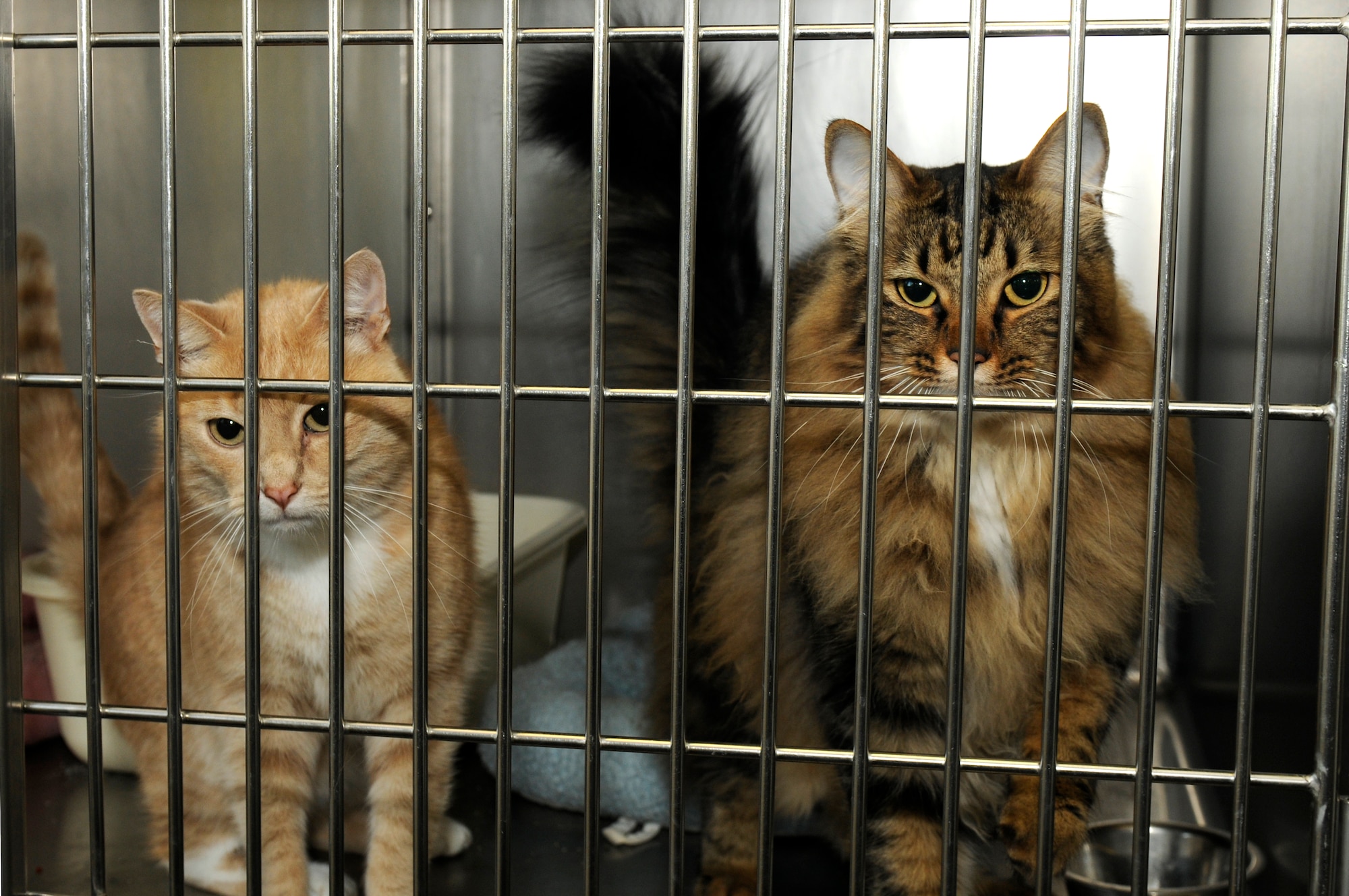 OBERWEIS, Germany -- Rocky and Morris Riggins relax in their kennel at the Pet Spa here Sept. 26. The cats are given a few hours a day to walk around and play freely in a cat room. To board cats, they must have rabies, Felocell and Leukocell vaccinations. (U.S. Air Force photo/Airman 1st Class Brittney Frees)